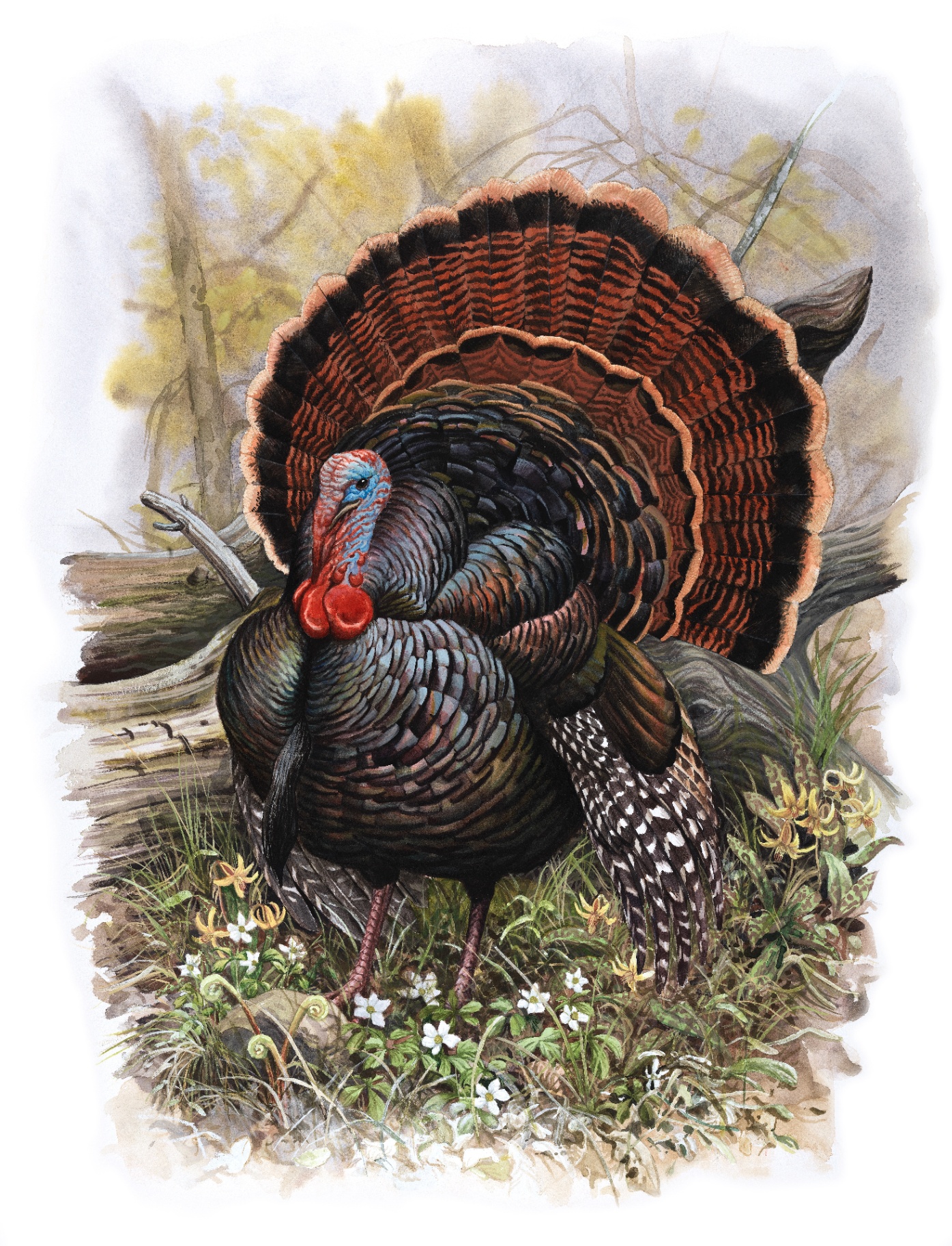 Wild Turkey (Meleagris gallopavo), watercolor by Michael DiGiorgio, 2005