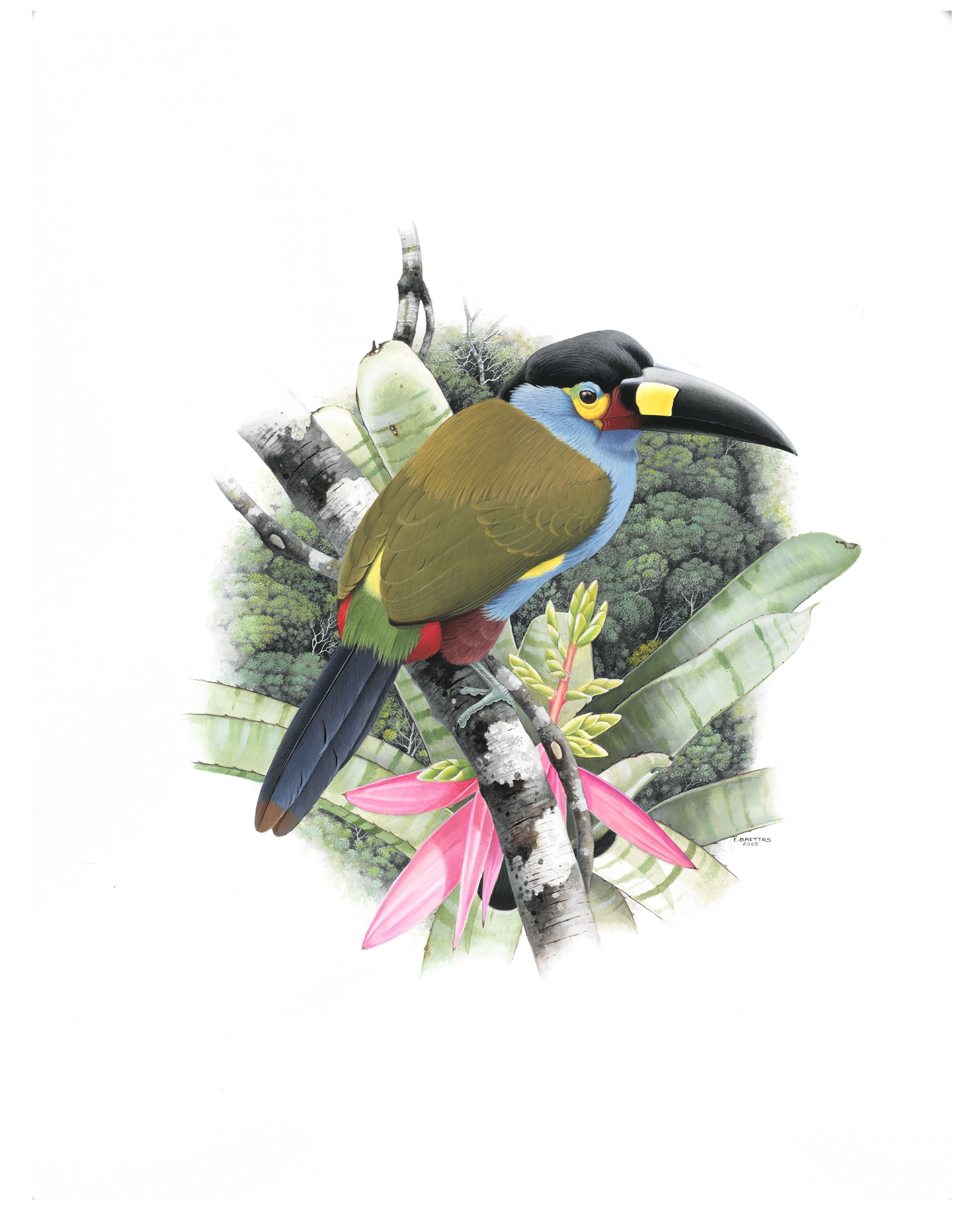 Plate-billed Mountain Toucan (Andigena laminirostris), watercolor by Eduardo Brettas, 2006