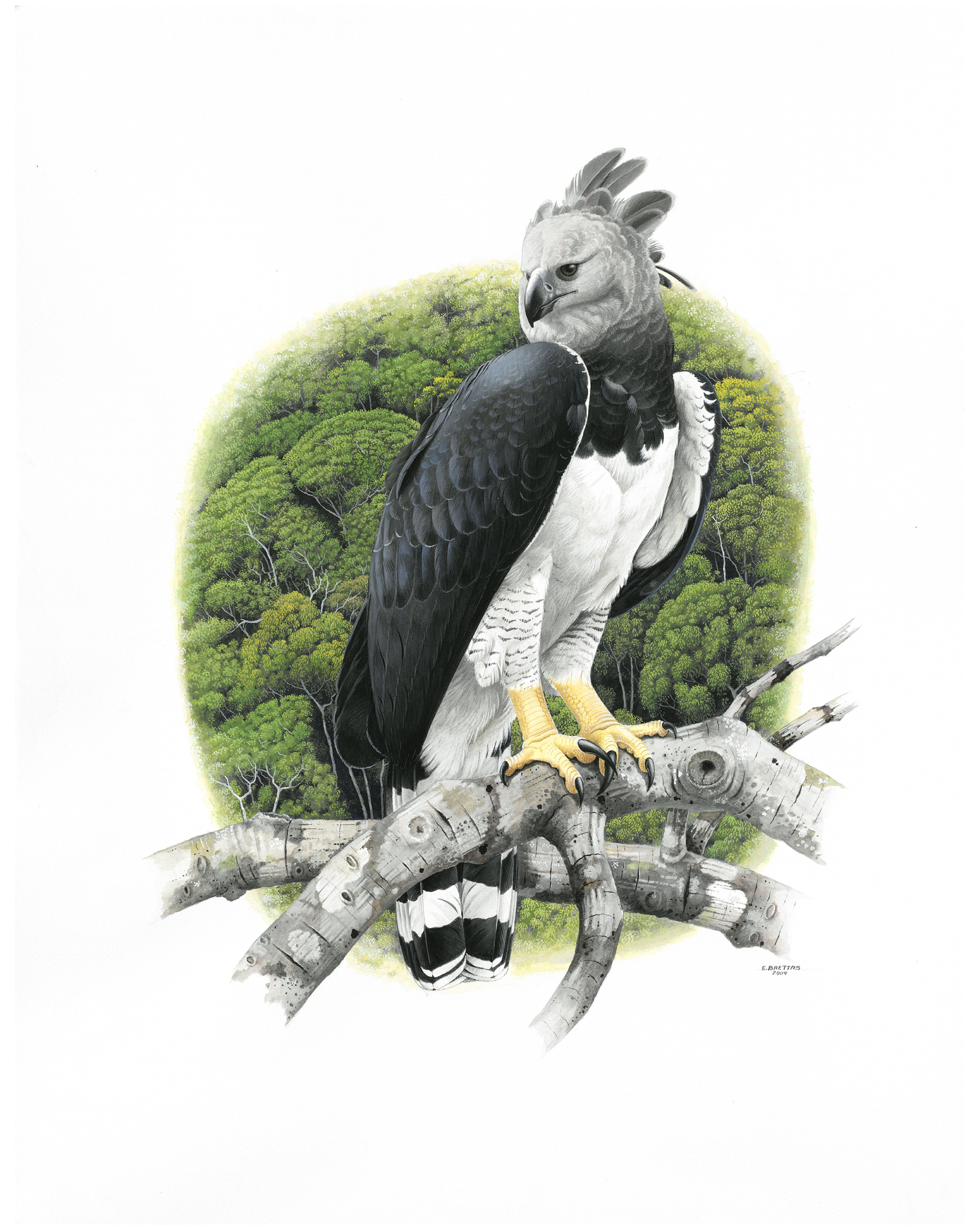 Harpy Eagle (Harpia harpyja), watercolor by Eduardo Brettas, 2004