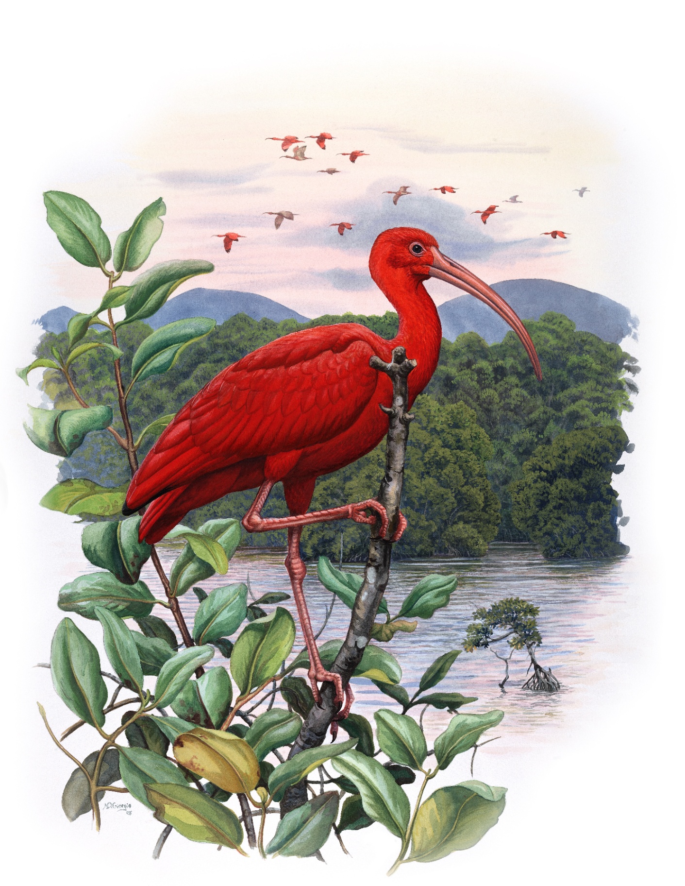 Scarlet Ibis (Eudocimus ruber), watercolor by Michael DiGiorgio, 2005