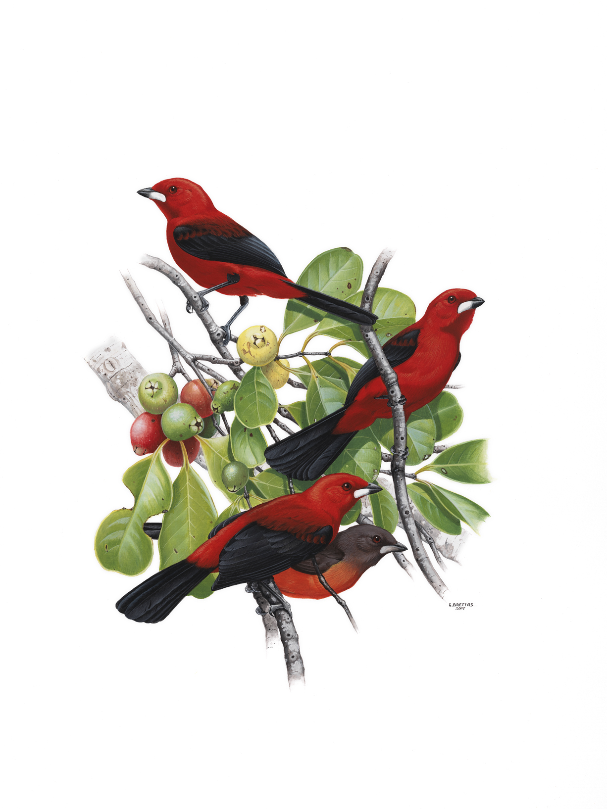Brazilian Tanager (Ramphocelus bresilius), watercolor by Eduardo Brettas, 2005