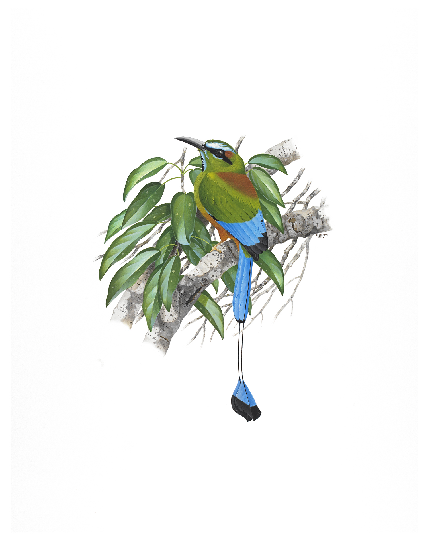 Turquoise-browed Motmot (Eumomota superciliosa), watercolor by Eduardo Brettas, 2004