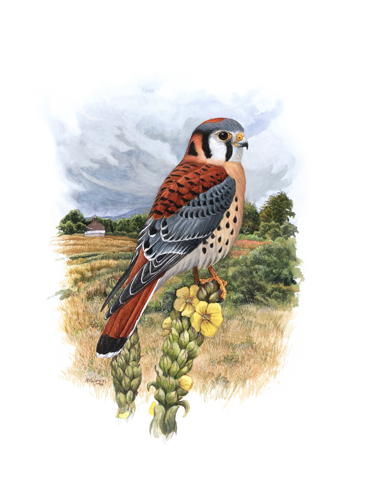 American Kestrel (Falco sparverius), watercolor by Michael DiGiorgio, 2006