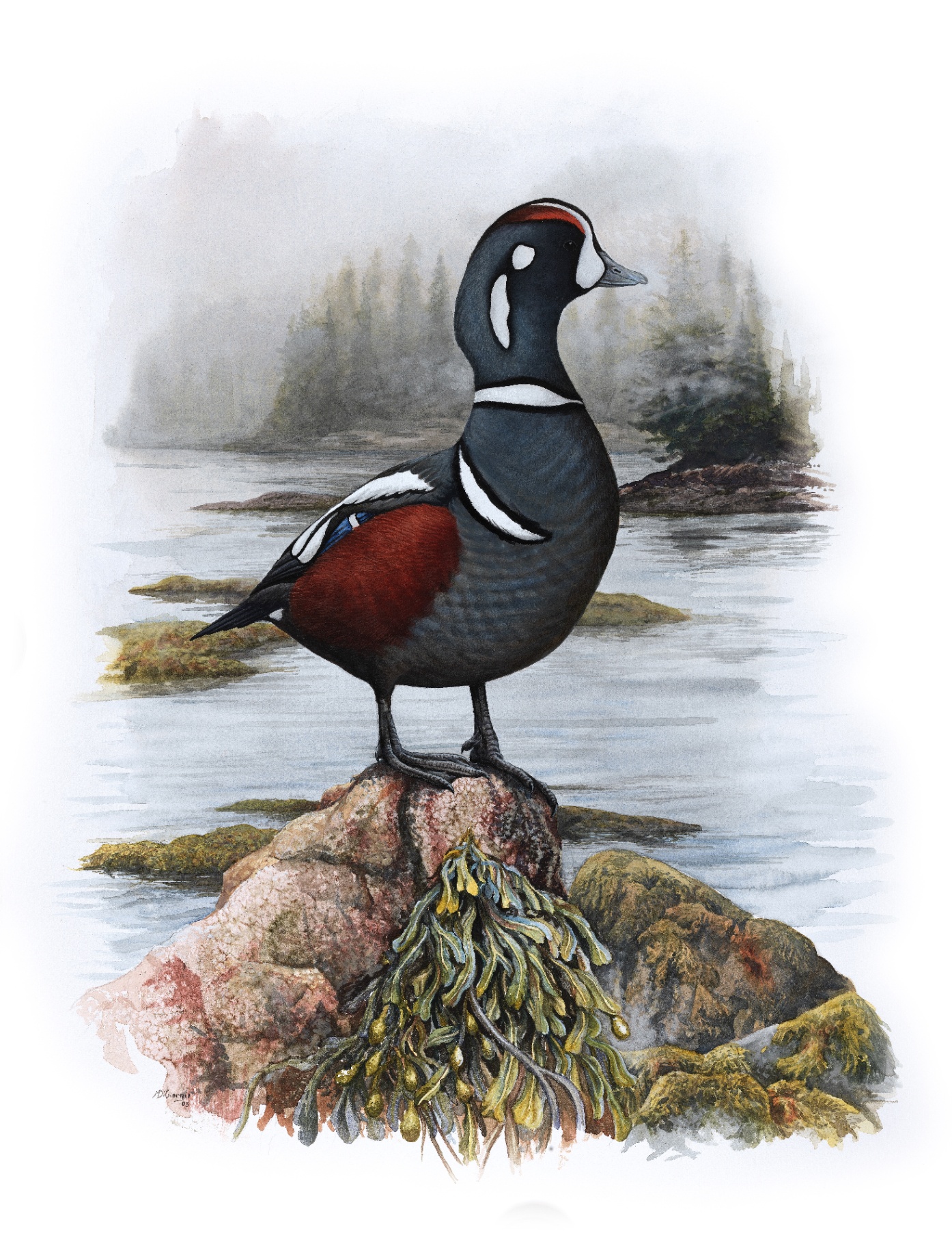 Harlequin Duck (Histrionicus histrionicus), watercolor by Michael DiGiorgio, 2005