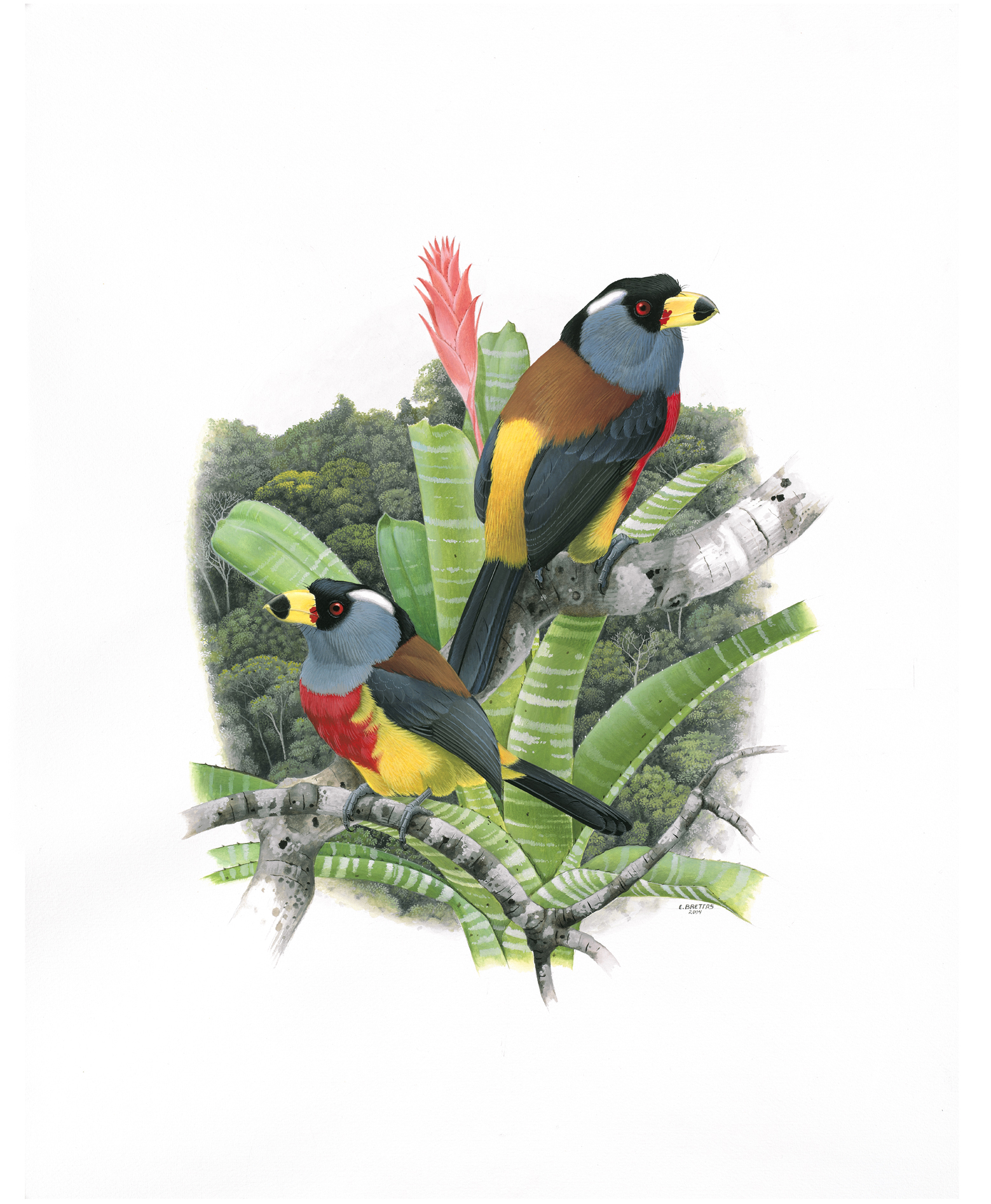 Toucan Barbet (Semnornis ramphastinus), watercolor by Eduardo Brettas, 2004