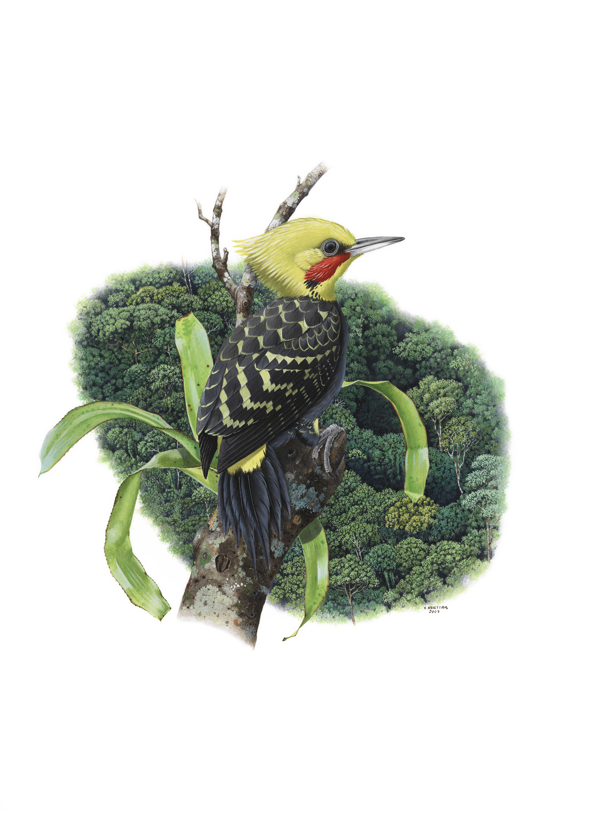 Blond-crested Woodpecker (Celeus flavescens), watercolor by Eduardo Brettas, 2007