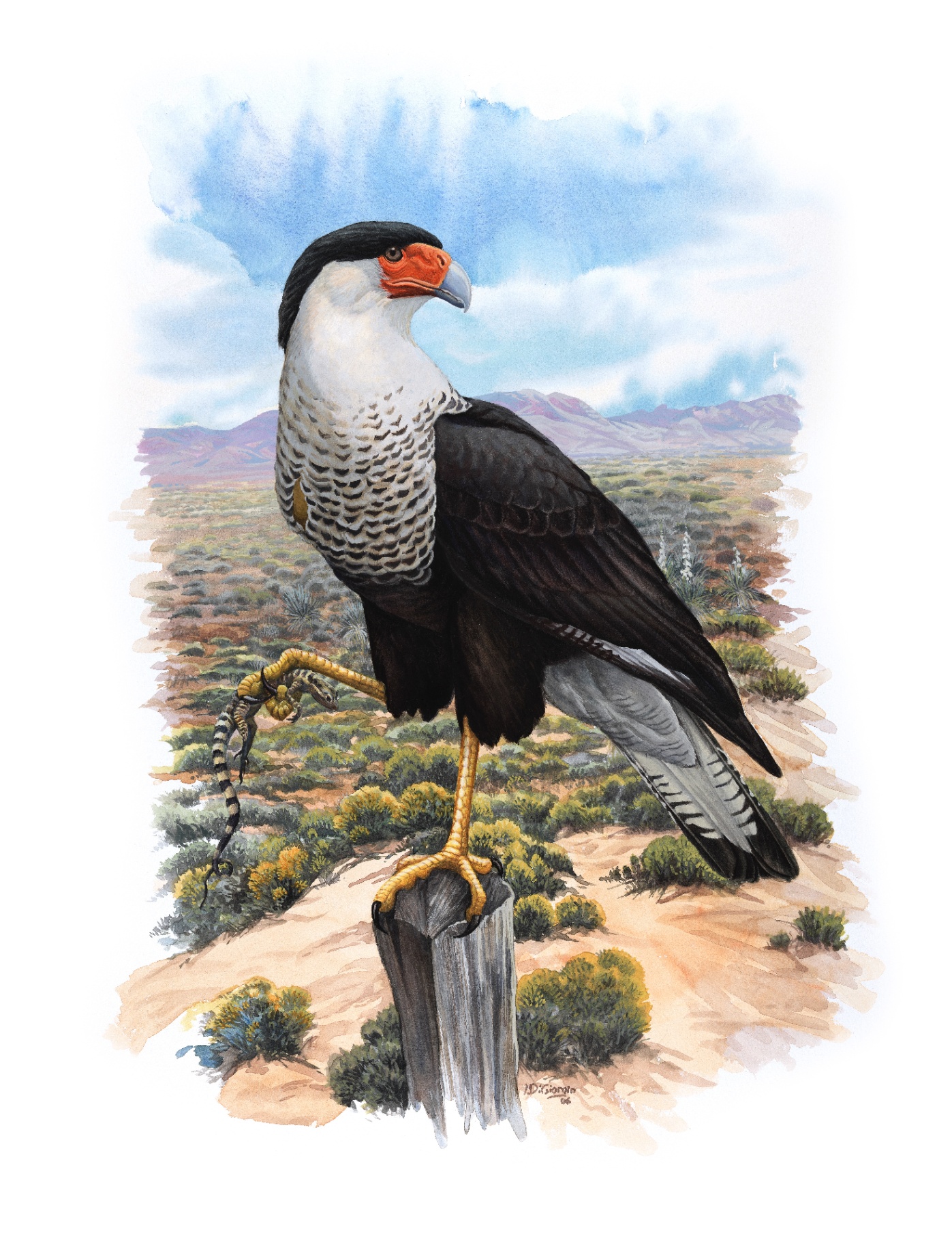 Crested Caracara (Caracara plancus), watercolor by Michael DiGiorgio, 2006