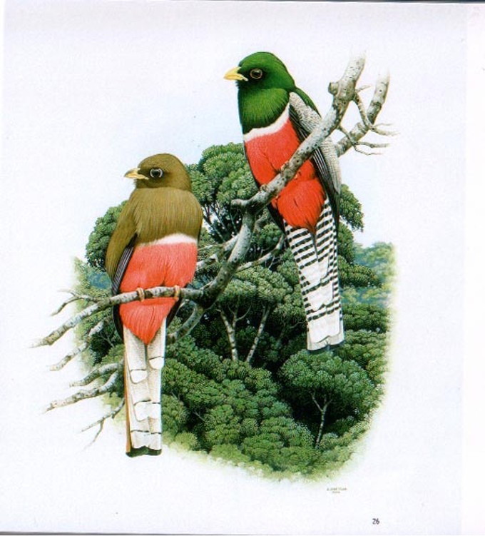 Collared Trogon (Trogon collaris), watercolor by Eduardo Brettas, 2006