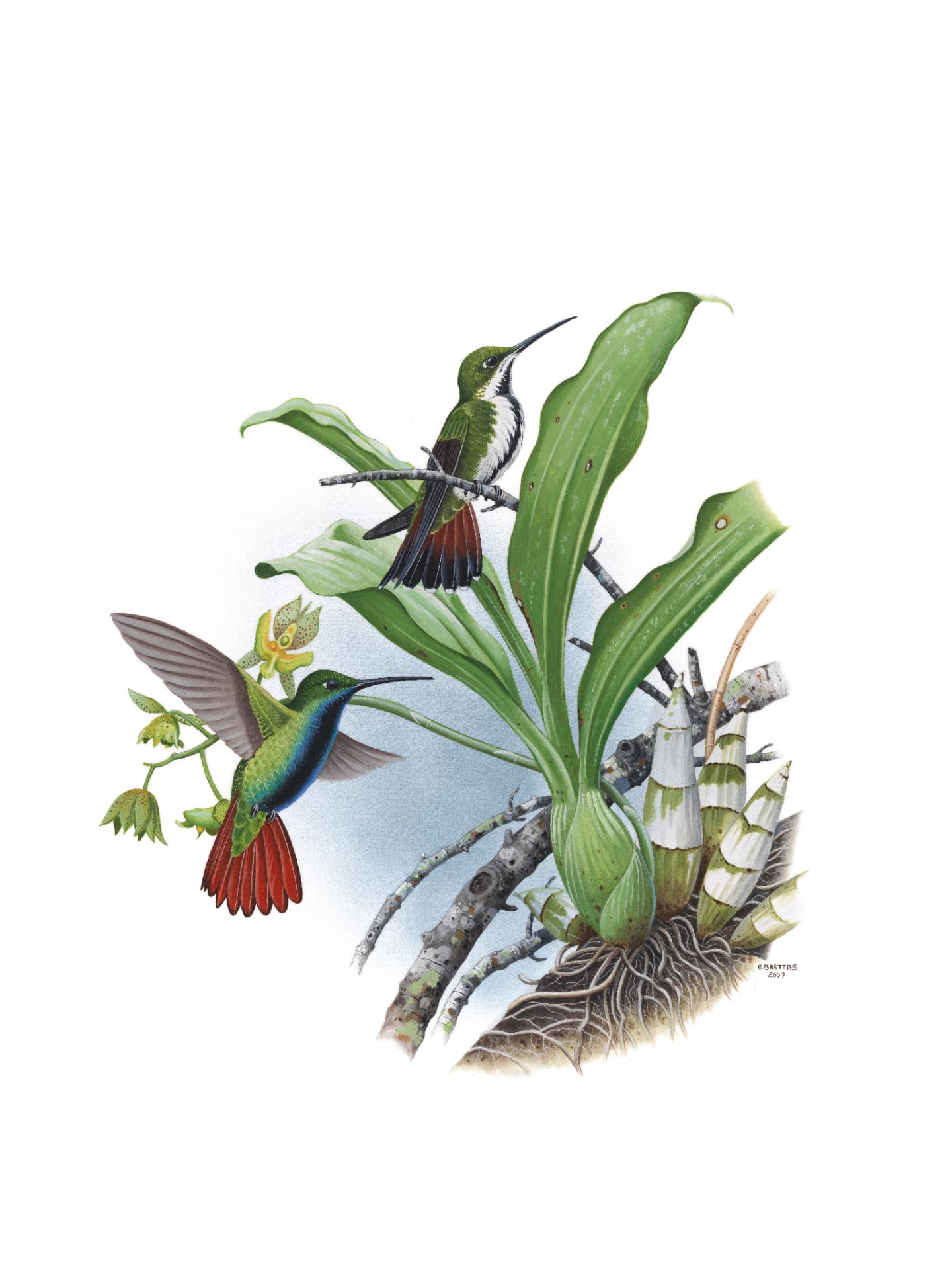 Black-throated Mango (Anthracothorax nigricollis), watercolor by Eduardo Brettas, 2007