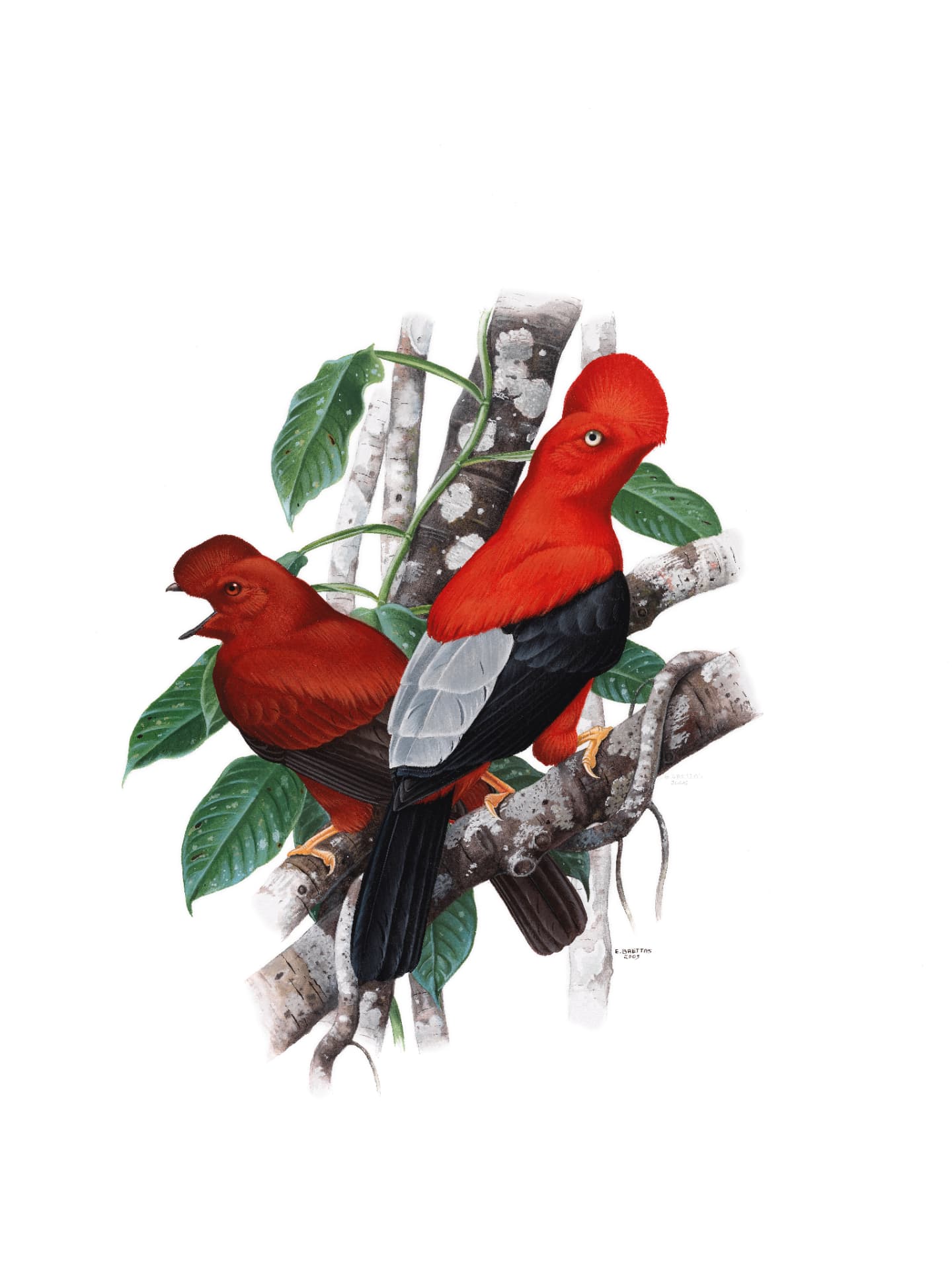 Andean Cock-of-the-rock, Rupicola peruvianus, watercolor by Eduardo Brettas