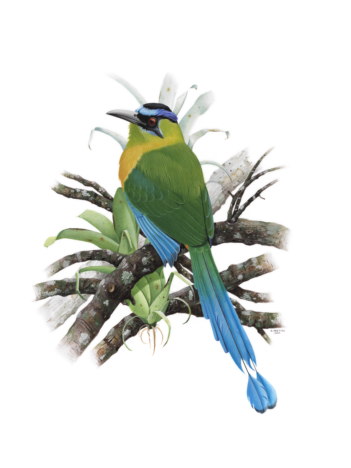 Amazonian Motmot (Momotus momota), watercolor by Eduardo Brettas, 2005