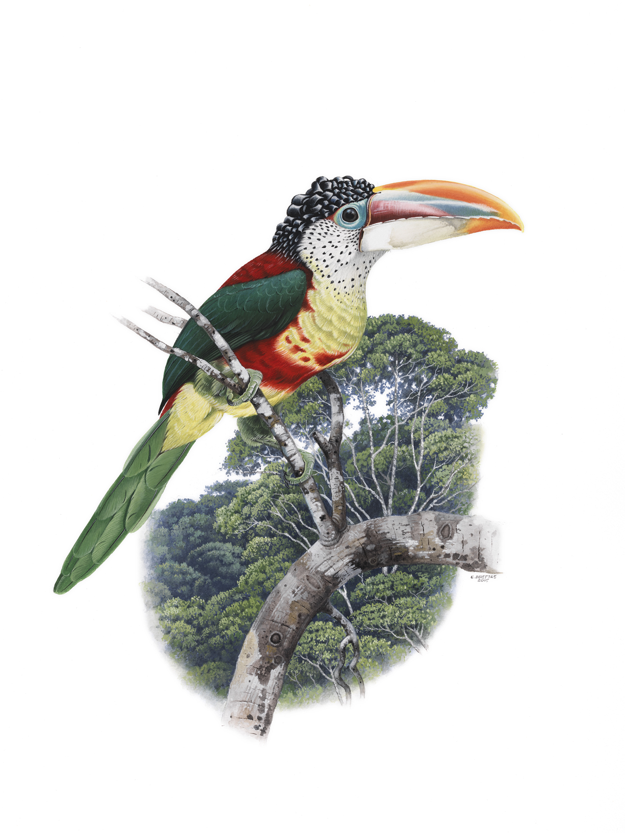 Curl-crested Aracari (Pteroglossus beauharnaesii), watercolor by Eduardo Brettas, 2005
