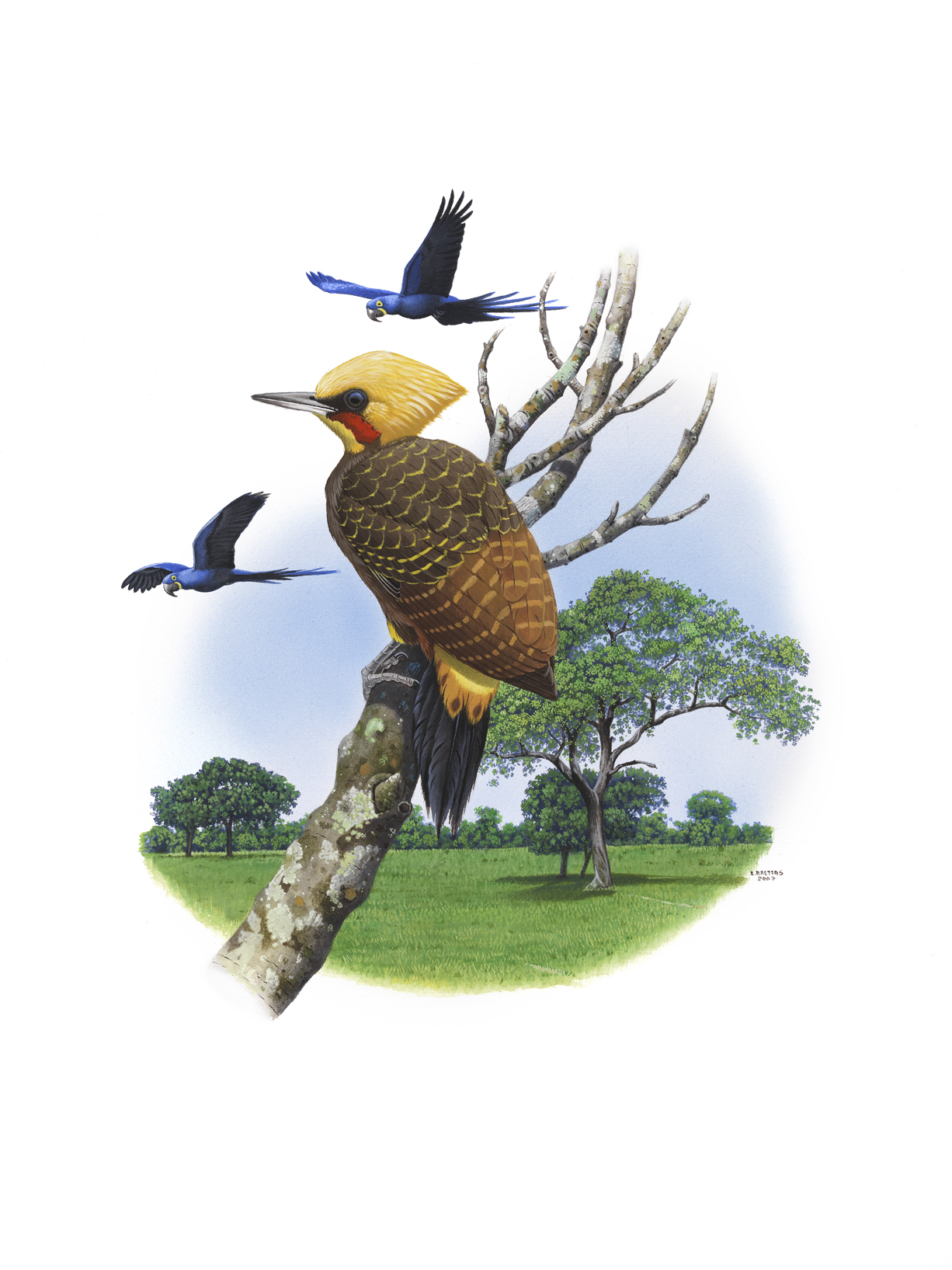 Pale-crested Woodpecker (Celeus lugubris), watercolor by Eduardo Brettas, 2007