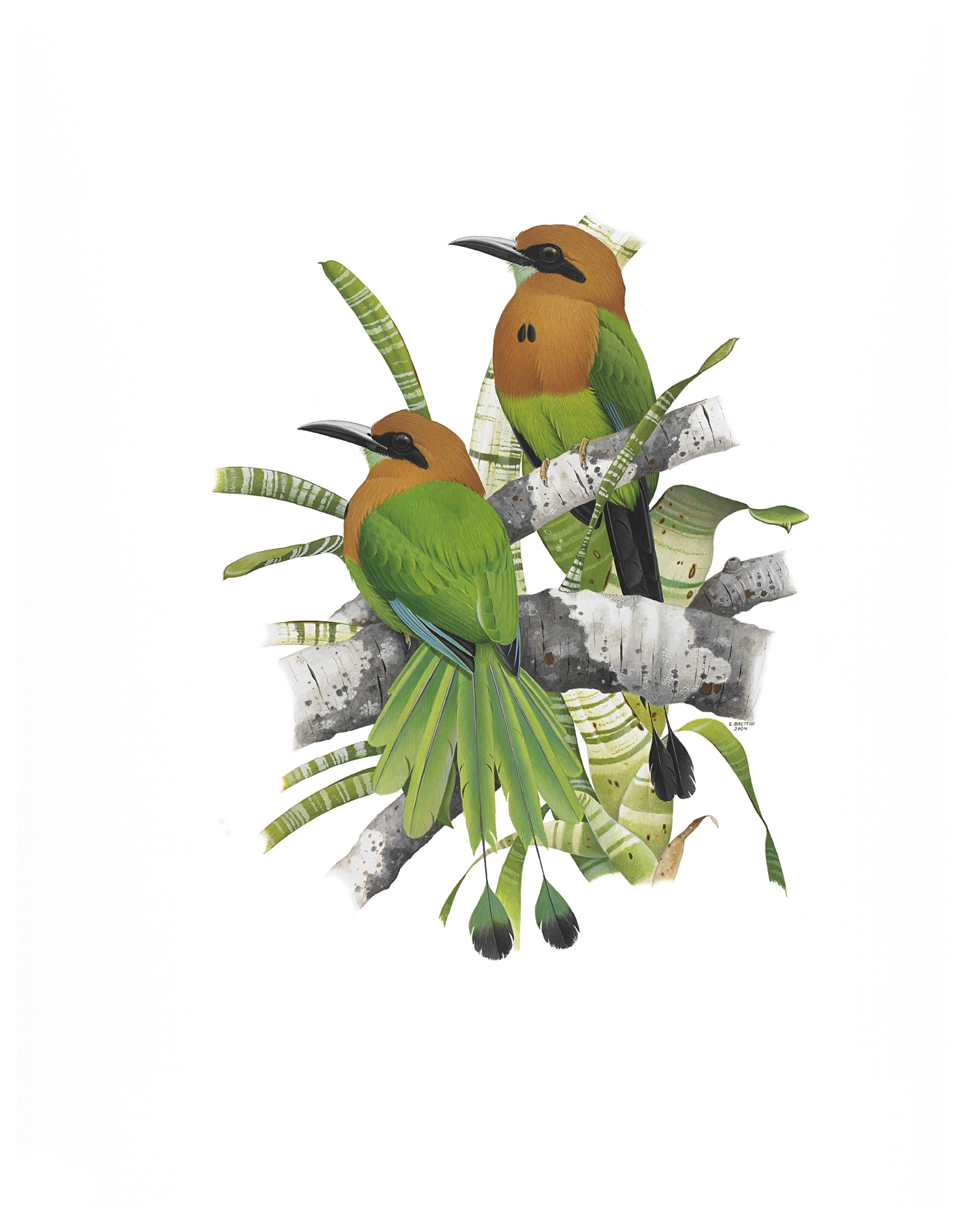 Broad-billed Motmot (Electron platyrhynchum), watercolor by Eduardo Brettas, 2004