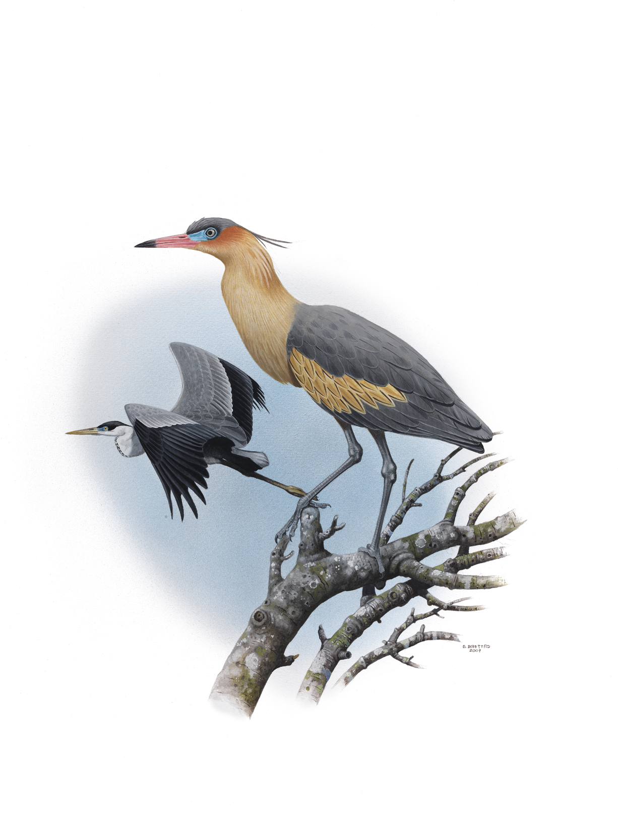 Whistling Heron (Syrigma sibilatrix), watercolor by Eduardo Brettas, 2007