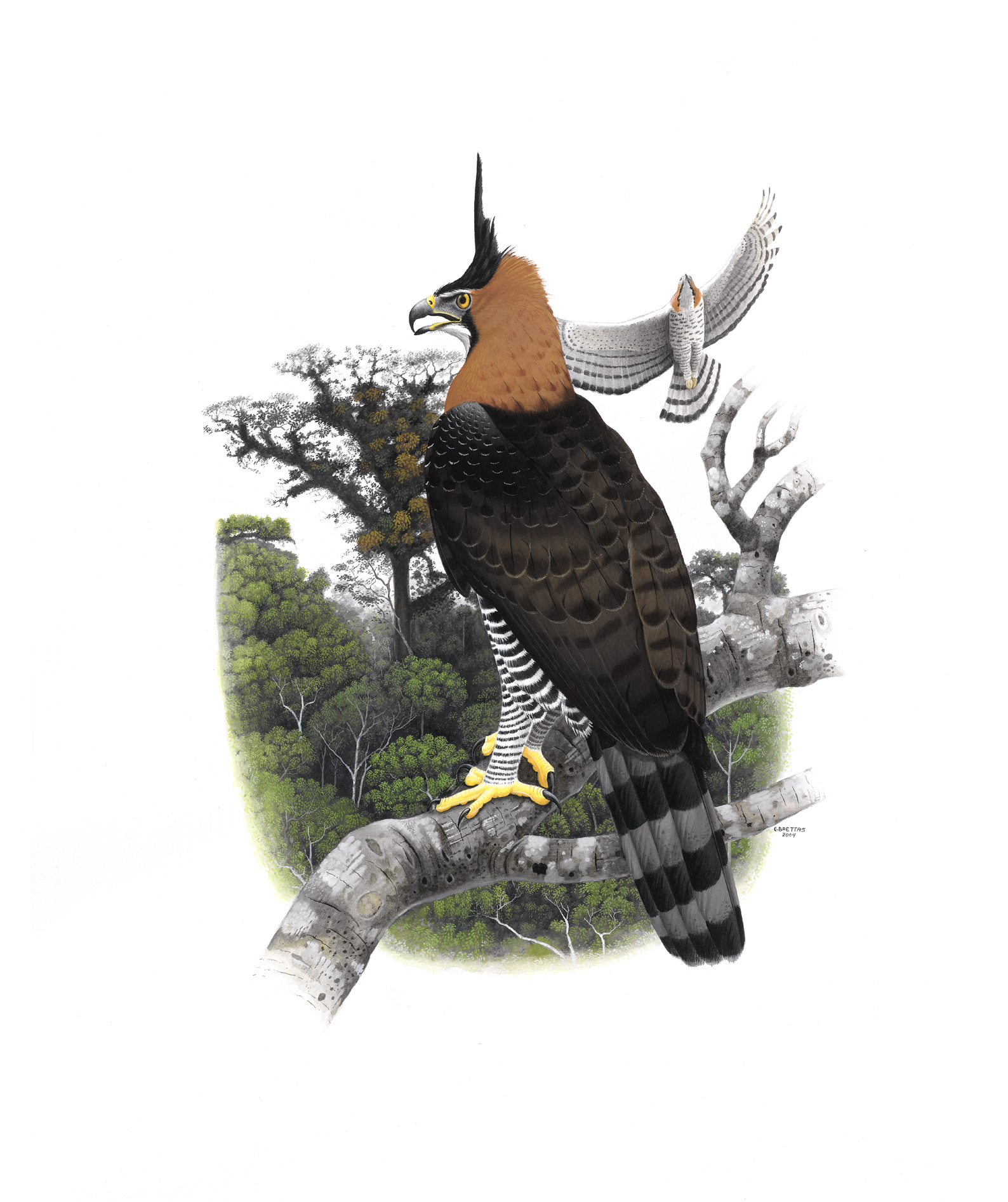 Ornate Hawk-Eagle (Spizaetus ornatus), watercolor by Eduardo Brettas, 2004