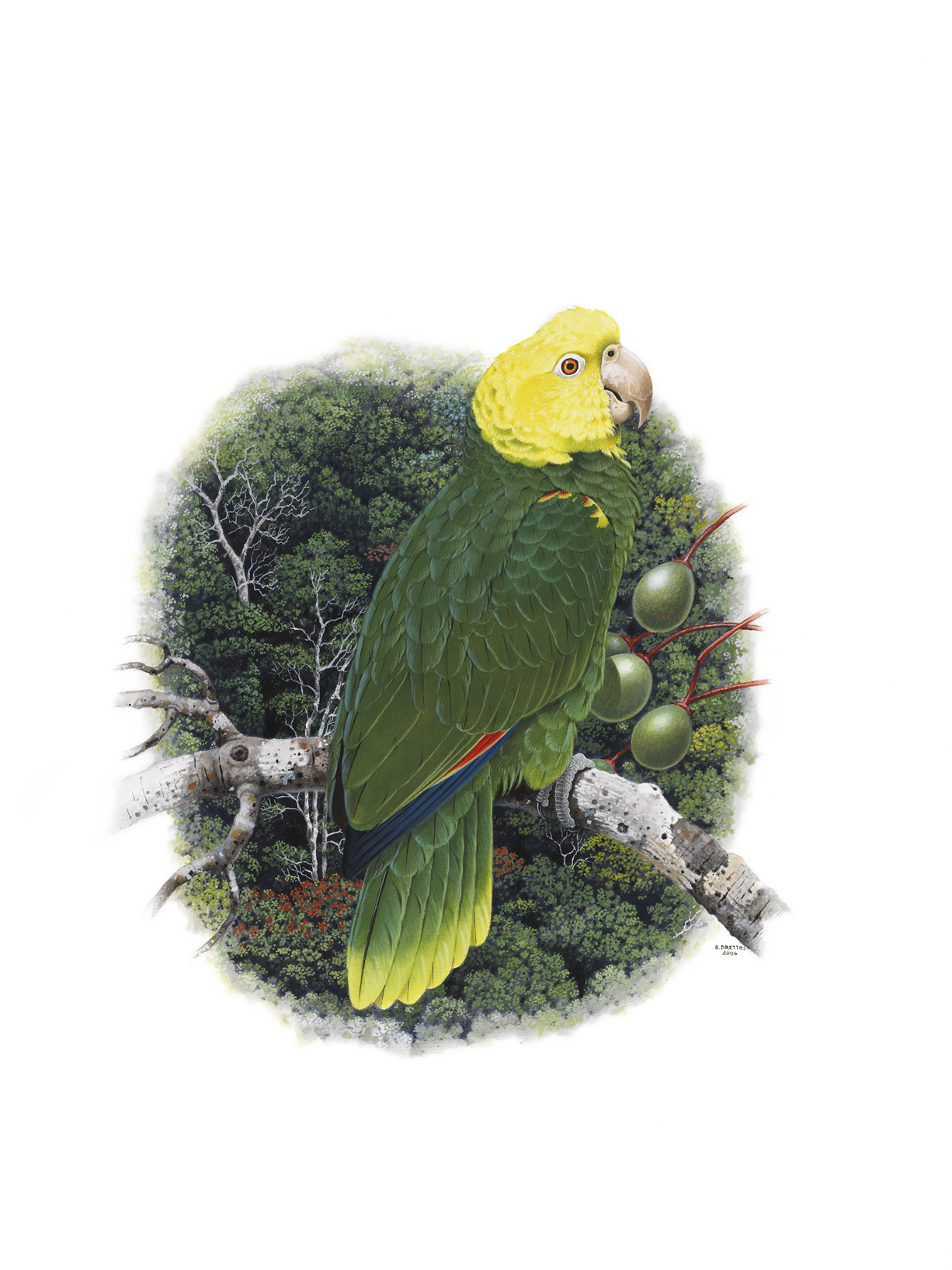 Yellow-headed Parrot (Amazona oratrix), watercolor by Eduardo Brettas, 2006