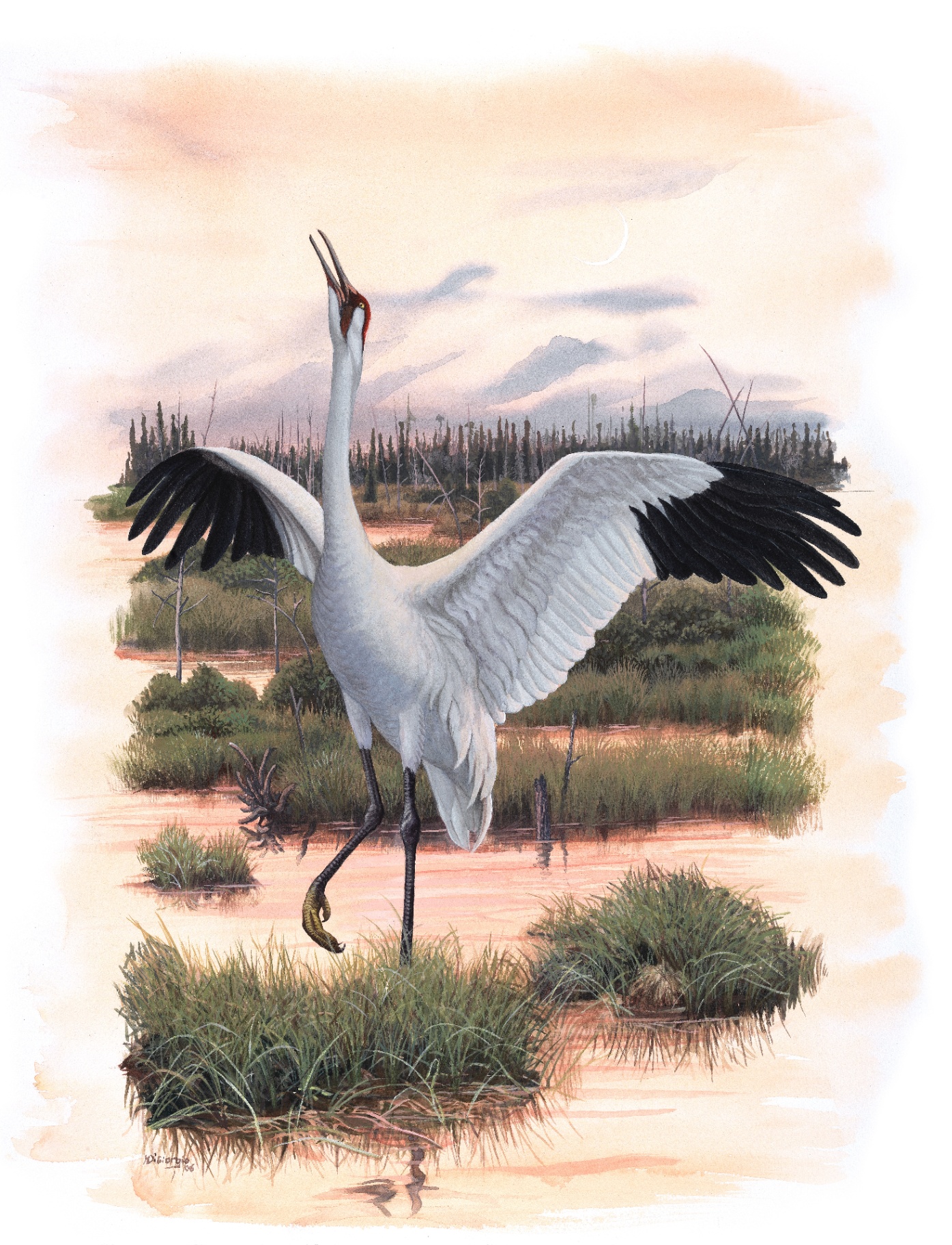 Whooping Crane (Grus americana), watercolor by Michael DiGiorgio, 2006