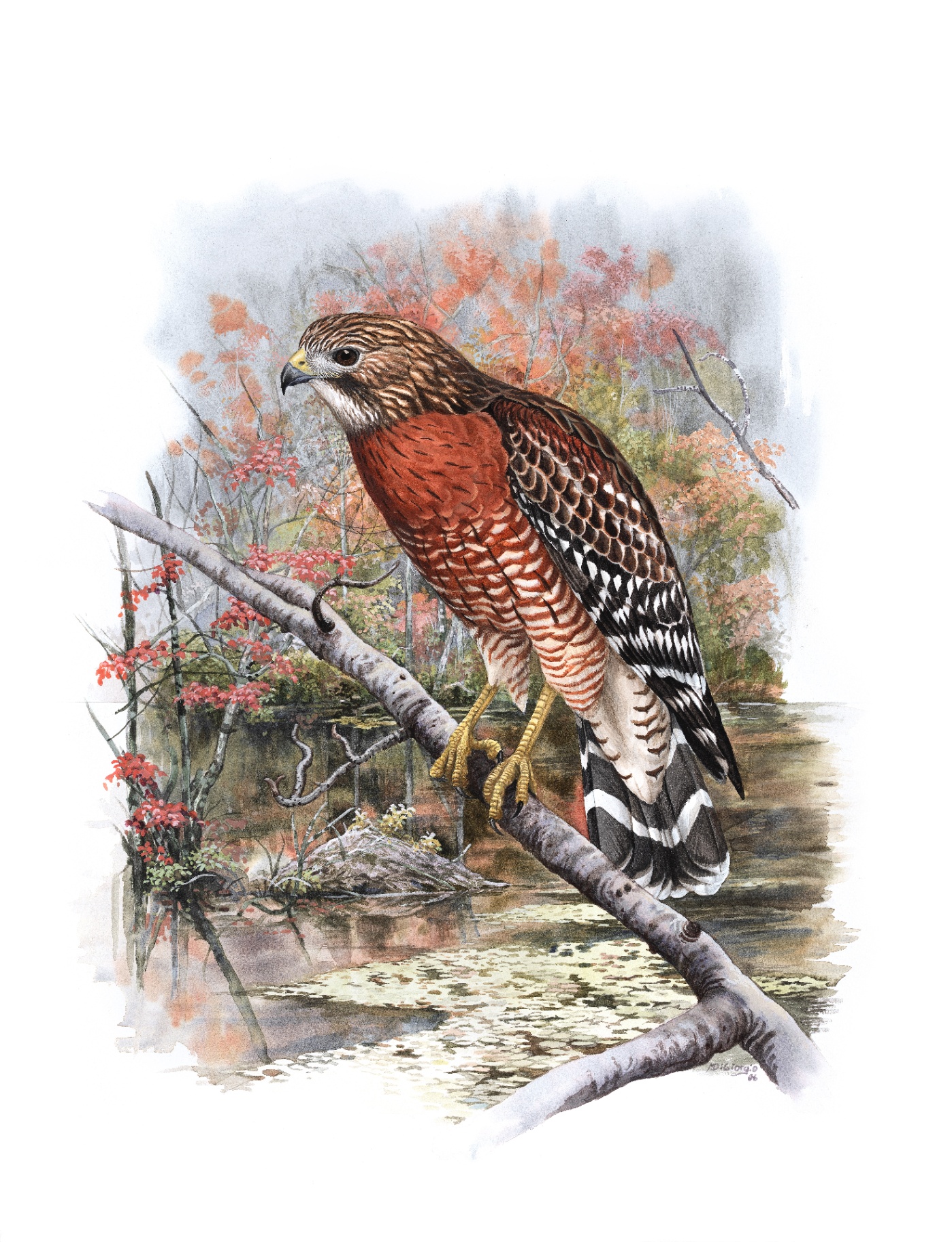 Red-shouldered Hawk (Buteo lineatus), watercolor by Michael DiGiorgio, 2006