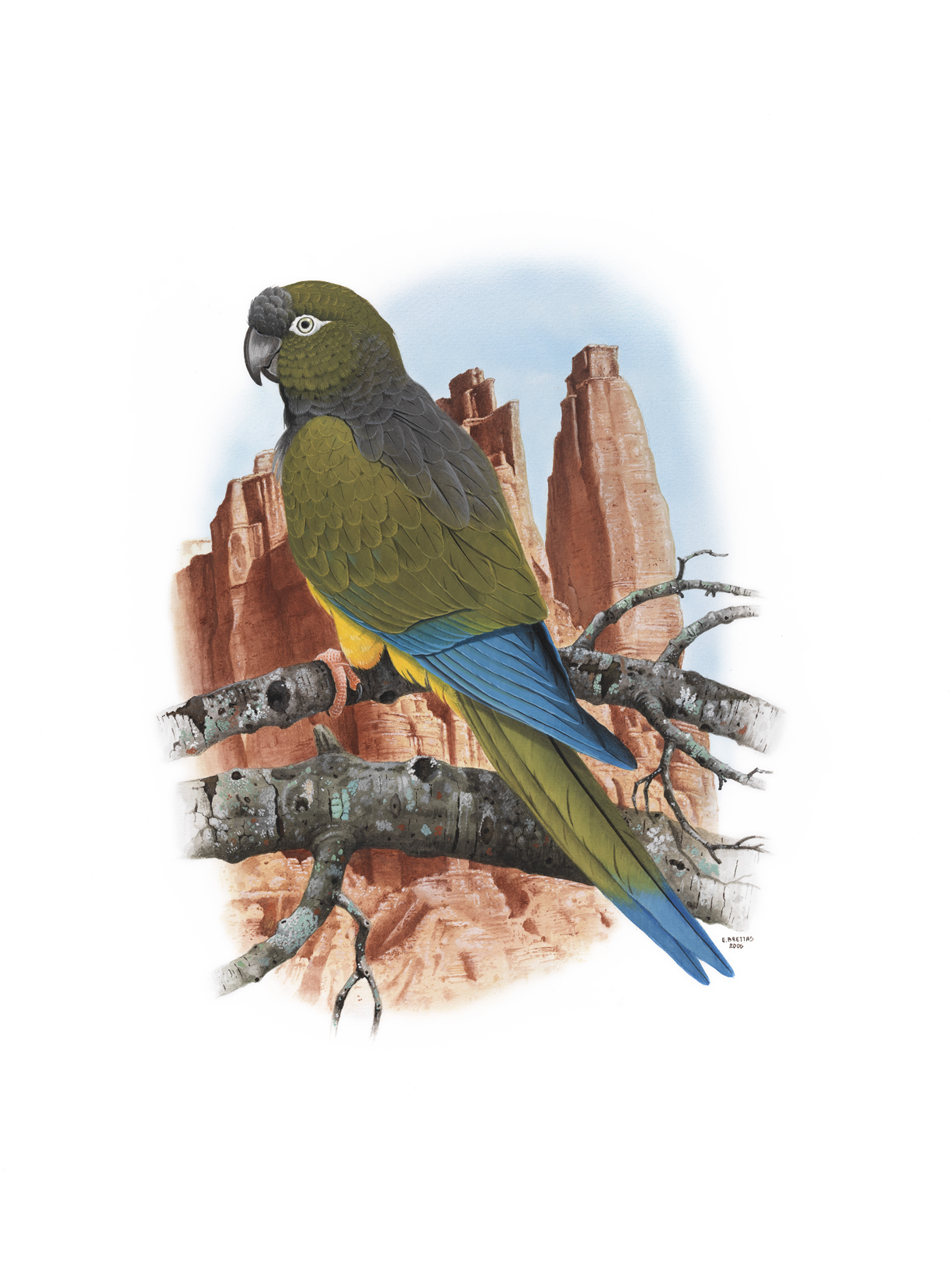 Patagonian Conure (Cyanoliseus patagonus), watercolor by Eduardo Brettas, 2006
