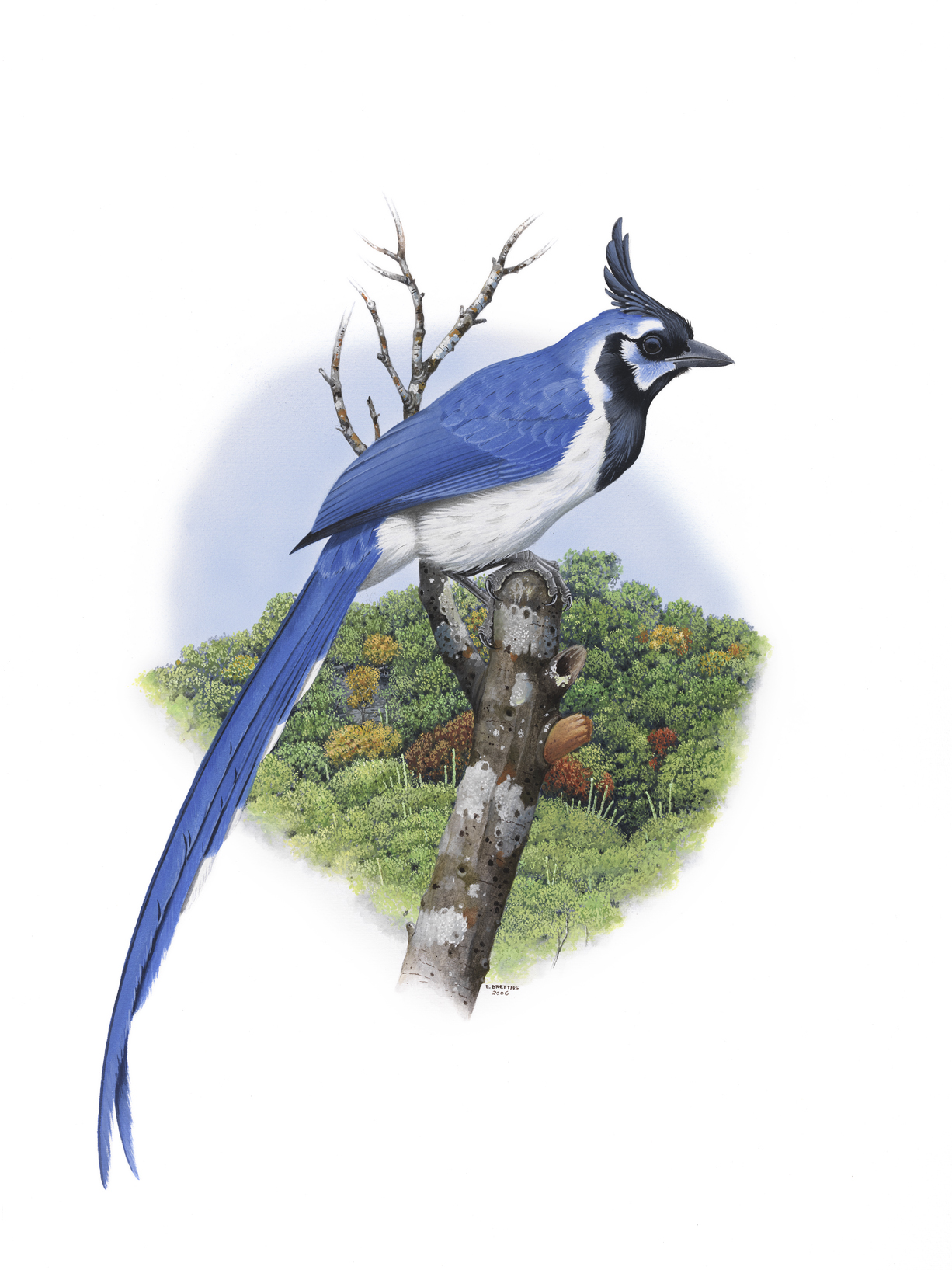 Black-throated Magpie-Jay (Calocitta colliei), watercolor by Eduardo Brettas, 2006