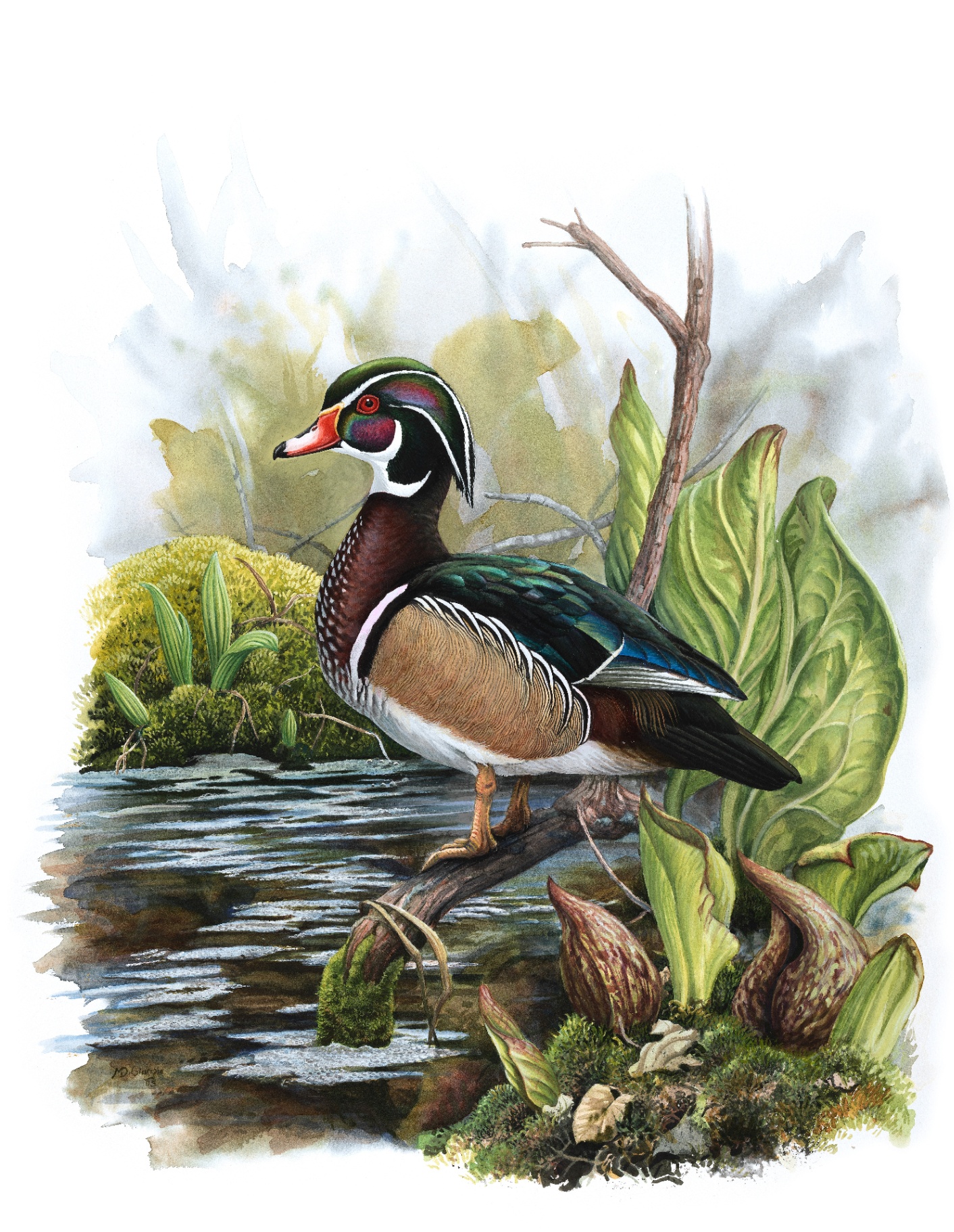 Wood Duck (Aix sponsa), watercolor by Michael DiGiorgio, 2005