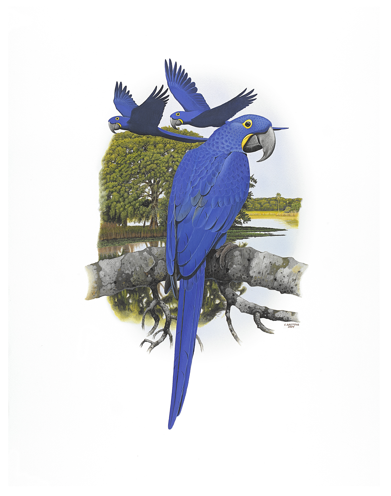 Hyacinth Macaw (Anodorhynchus hyacinthinus), watercolor by Eduardo Brettas, 2004