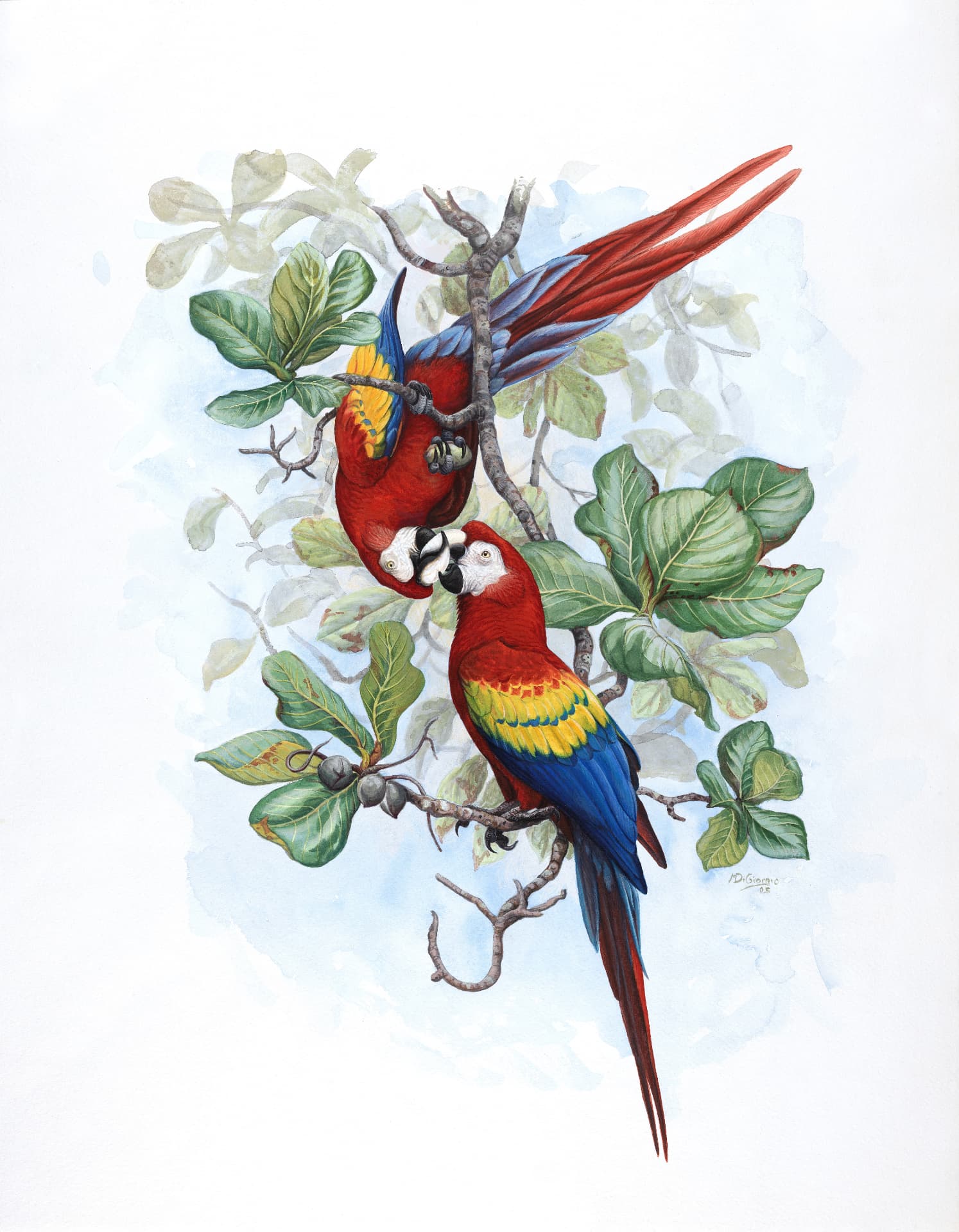 Scarlet Macaw (Ara macao), watercolor by Michael DiGiorgio, 2005