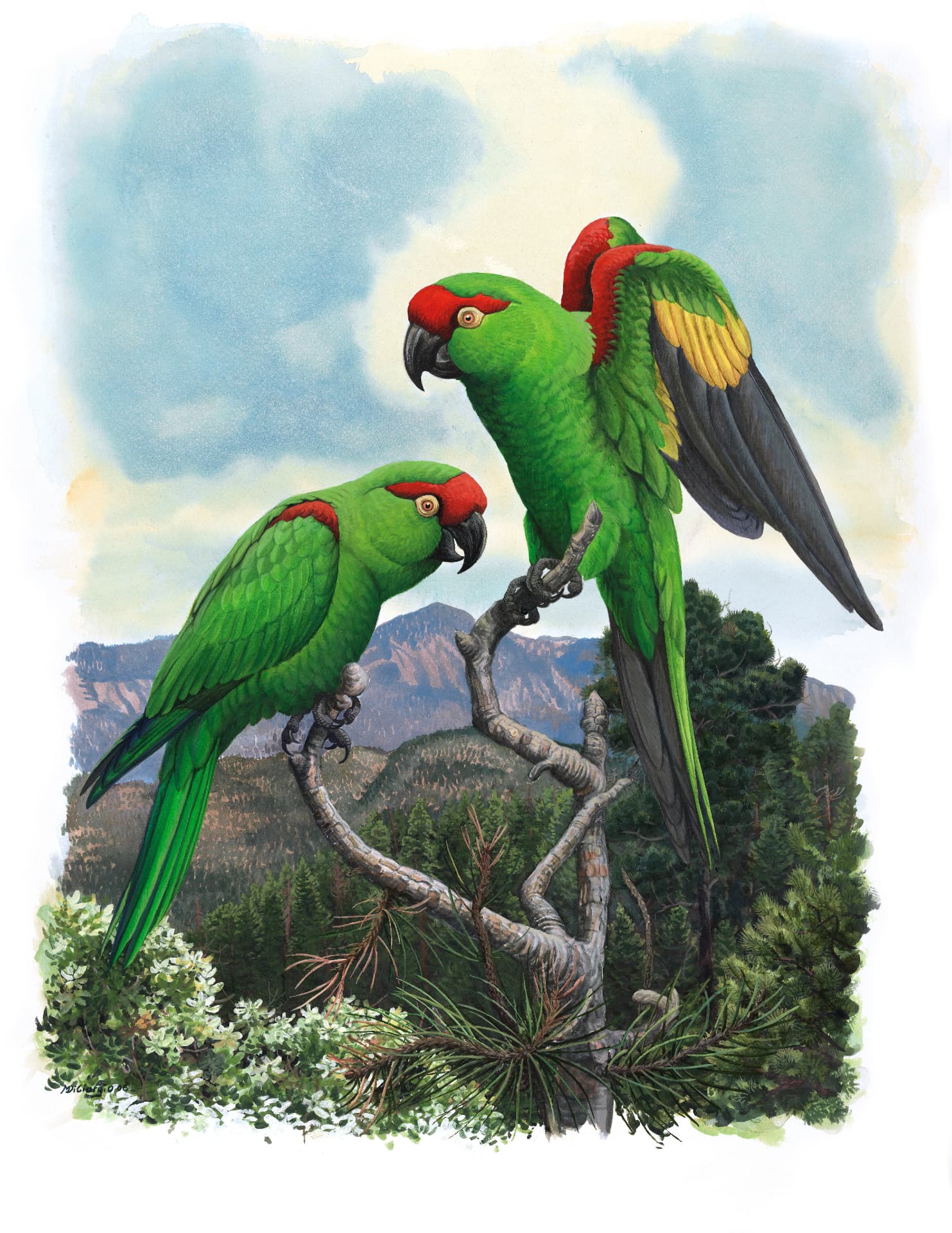 Thick-billed Parrot (Rhynchopsitta pachyrhyncha), watercolor by Michael DiGiorgio, 2006