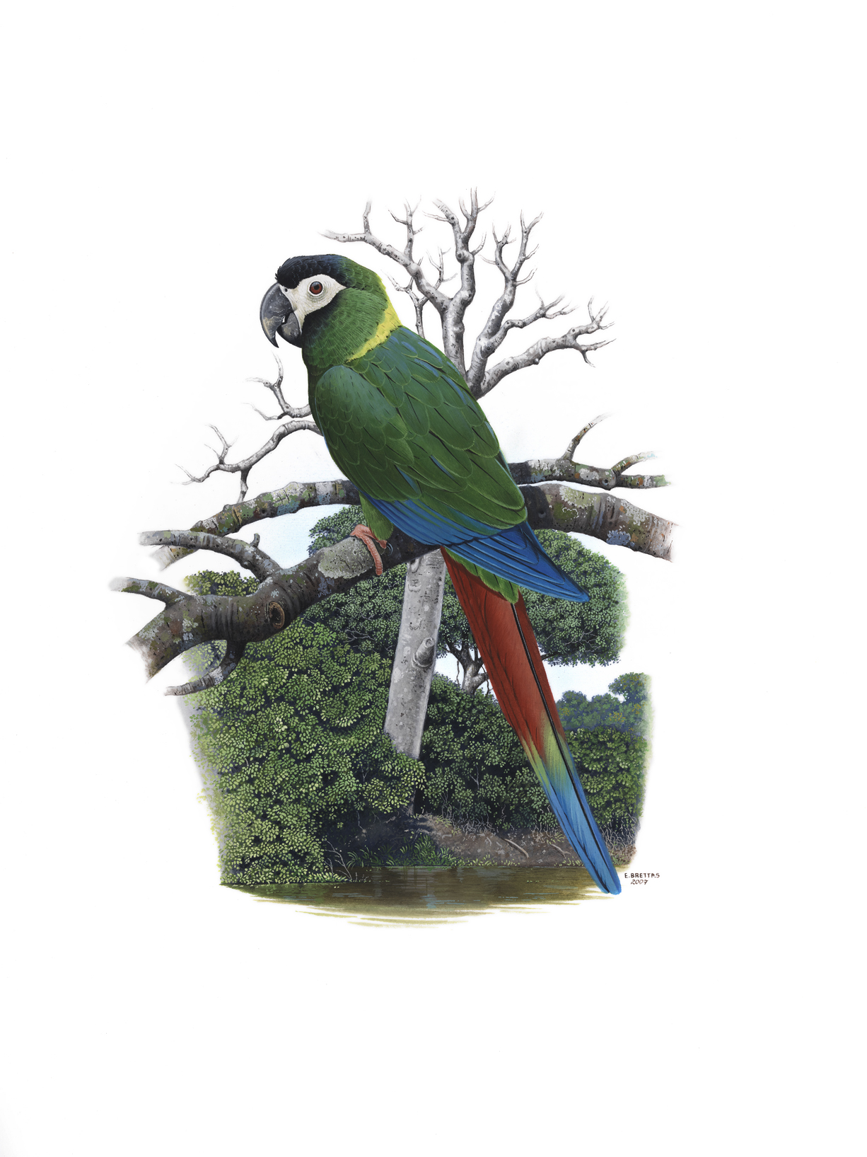 Yellow-collared Macaw (Primolius auricollis), watercolor by Eduardo Brettas, 2007