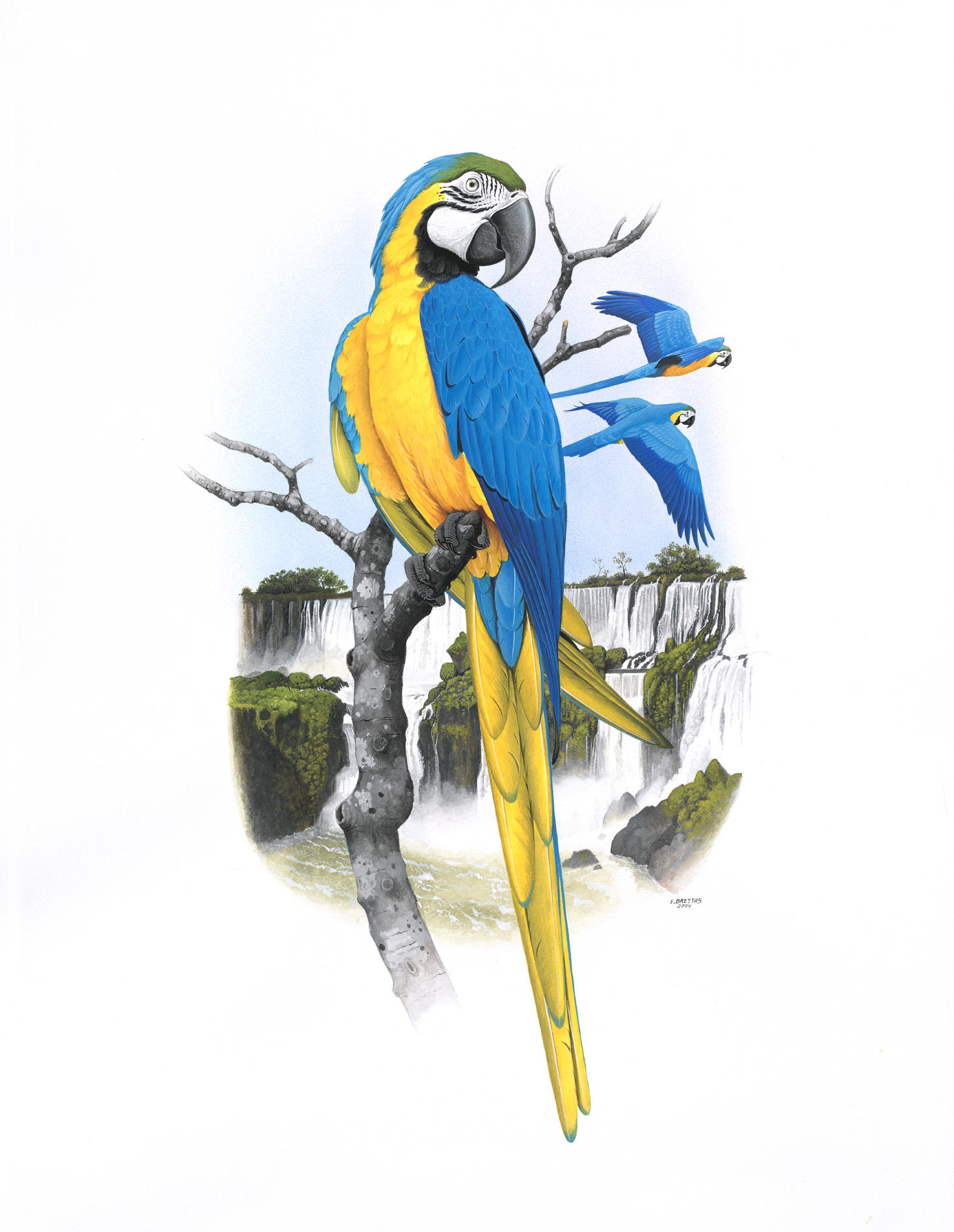 Blue-and-yellow Macaw (Ara ararauna), watercolor by Eduardo Brettas, 2004