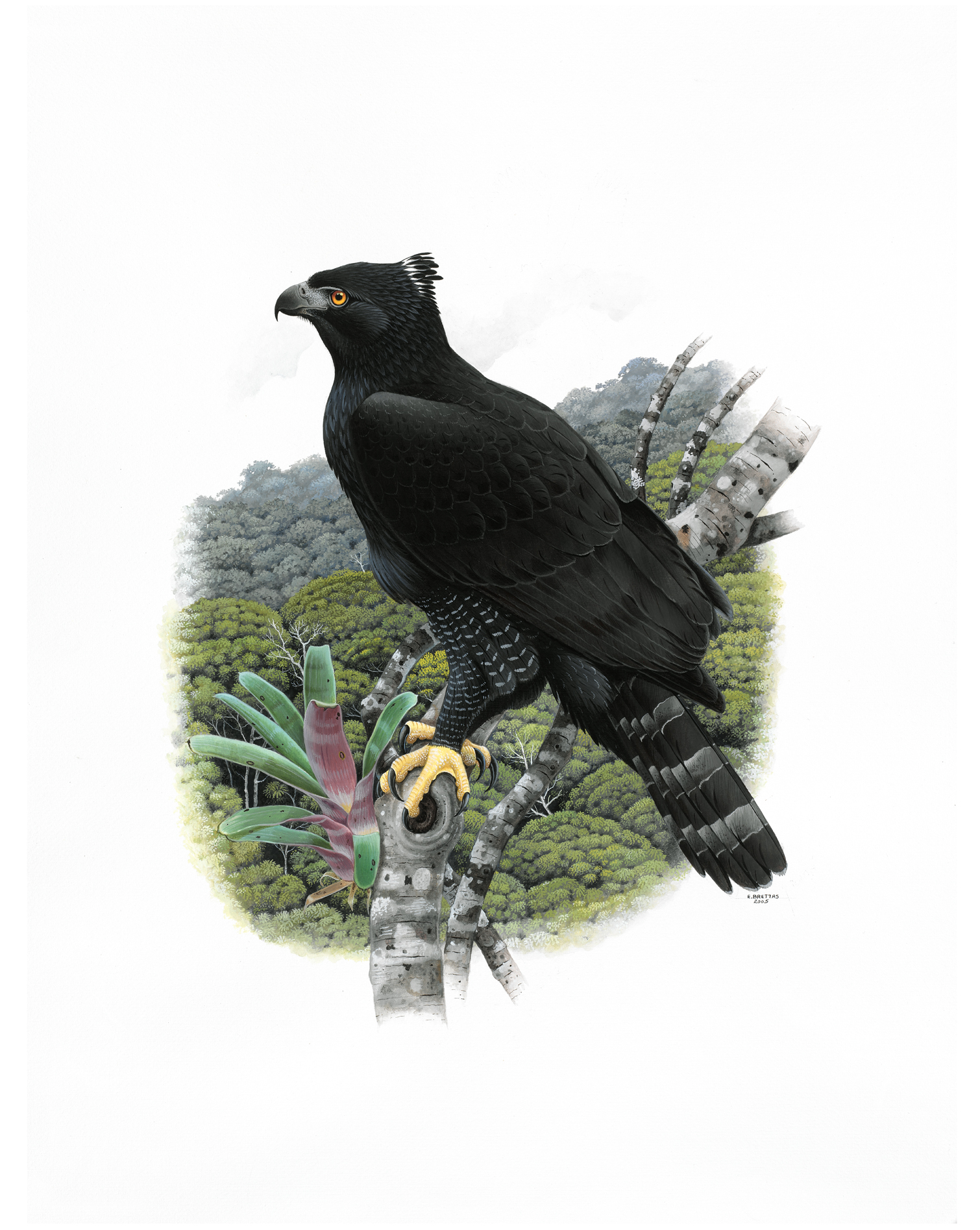 Black-and-Chestnut Eagle (Spizaetus isidori), watercolor by Eduardo Brettas, 2005