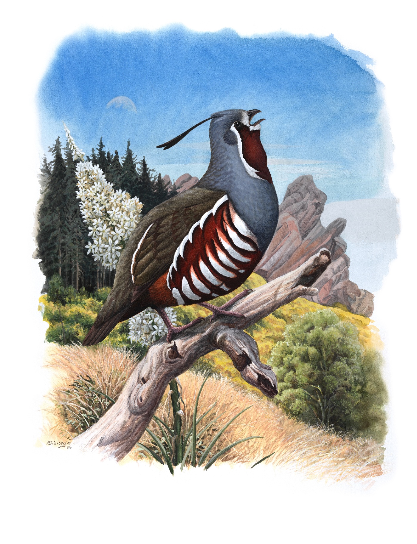 Mountain Quail (Oreortyx pictus), watercolor by Michael DiGiorgio, 2006