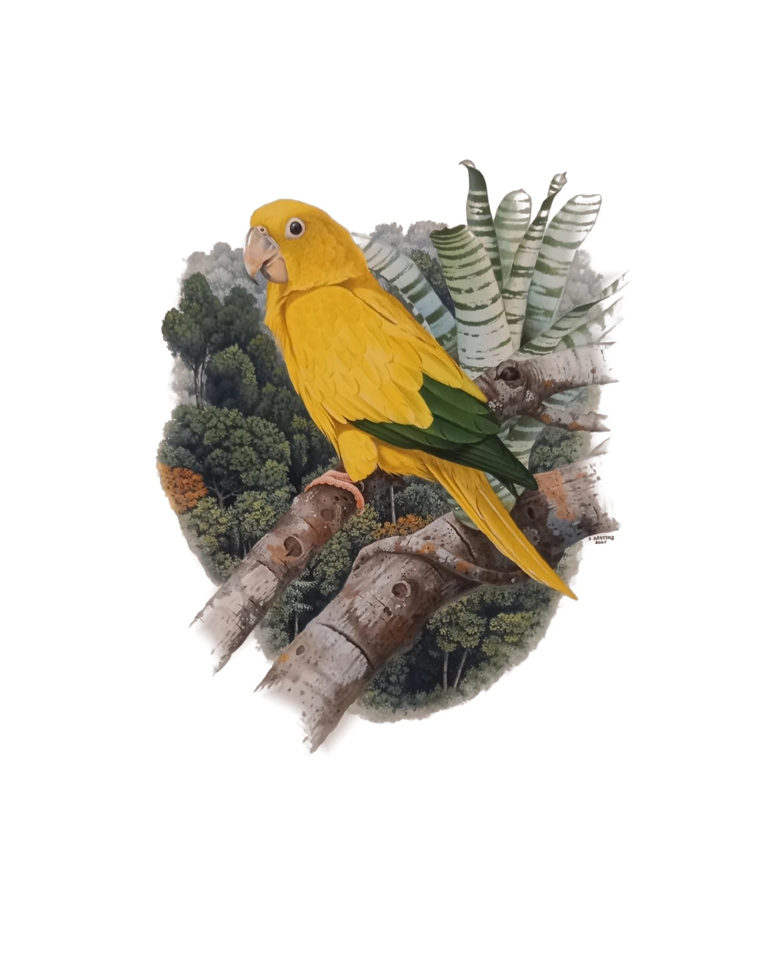 Golden Parakeet (Guaruba guarouba), watercolor by Eduardo Brettas, 2005