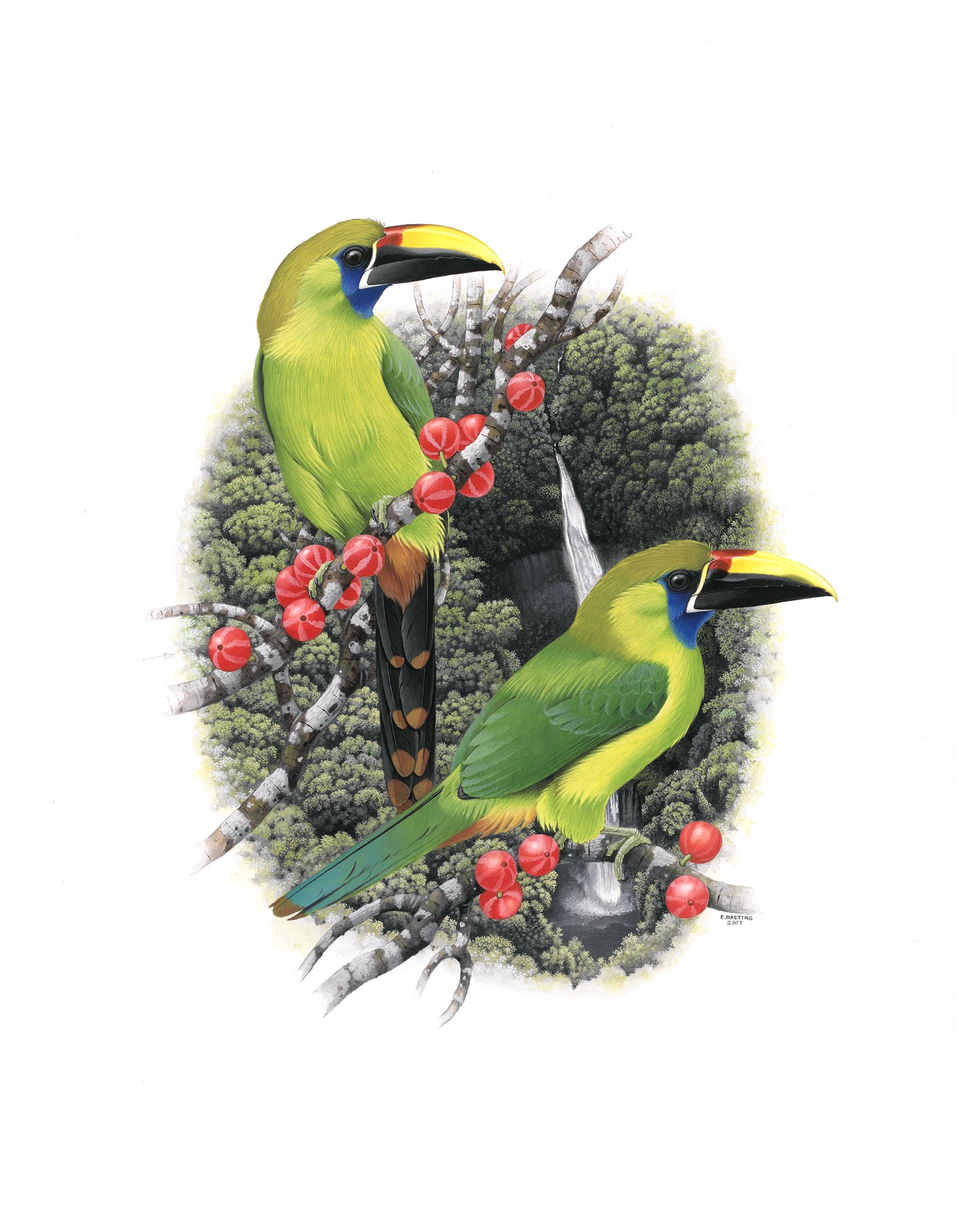 Emerald Toucanet (Aulacorhynchus prasinus caeruleogularis), watercolor by Eduardo Brettas, 2005