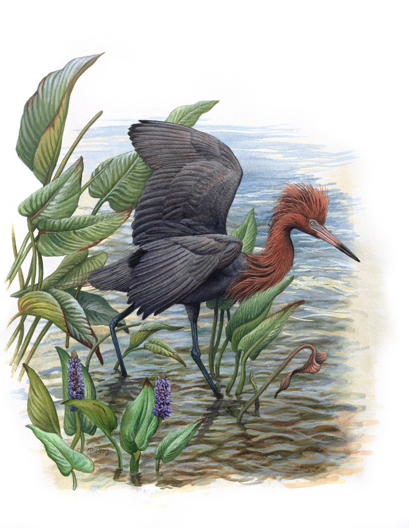 Reddish Egret (Egretta rufescens), watercolor by Michael DiGiorgio, 2005