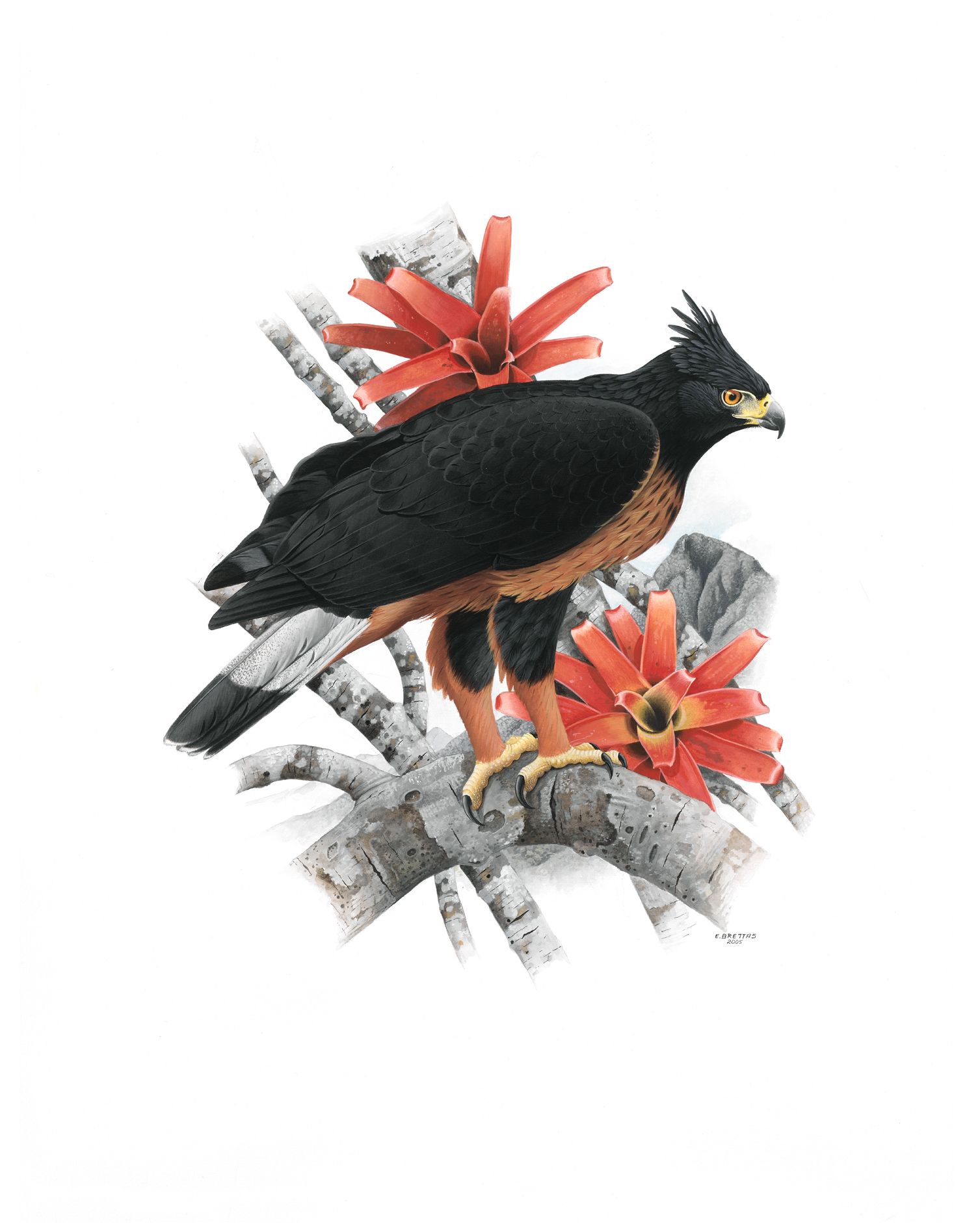 Black Hawk-Eagle (Spizaetus tyrannus), watercolor by Eduardo Brettas, 2005