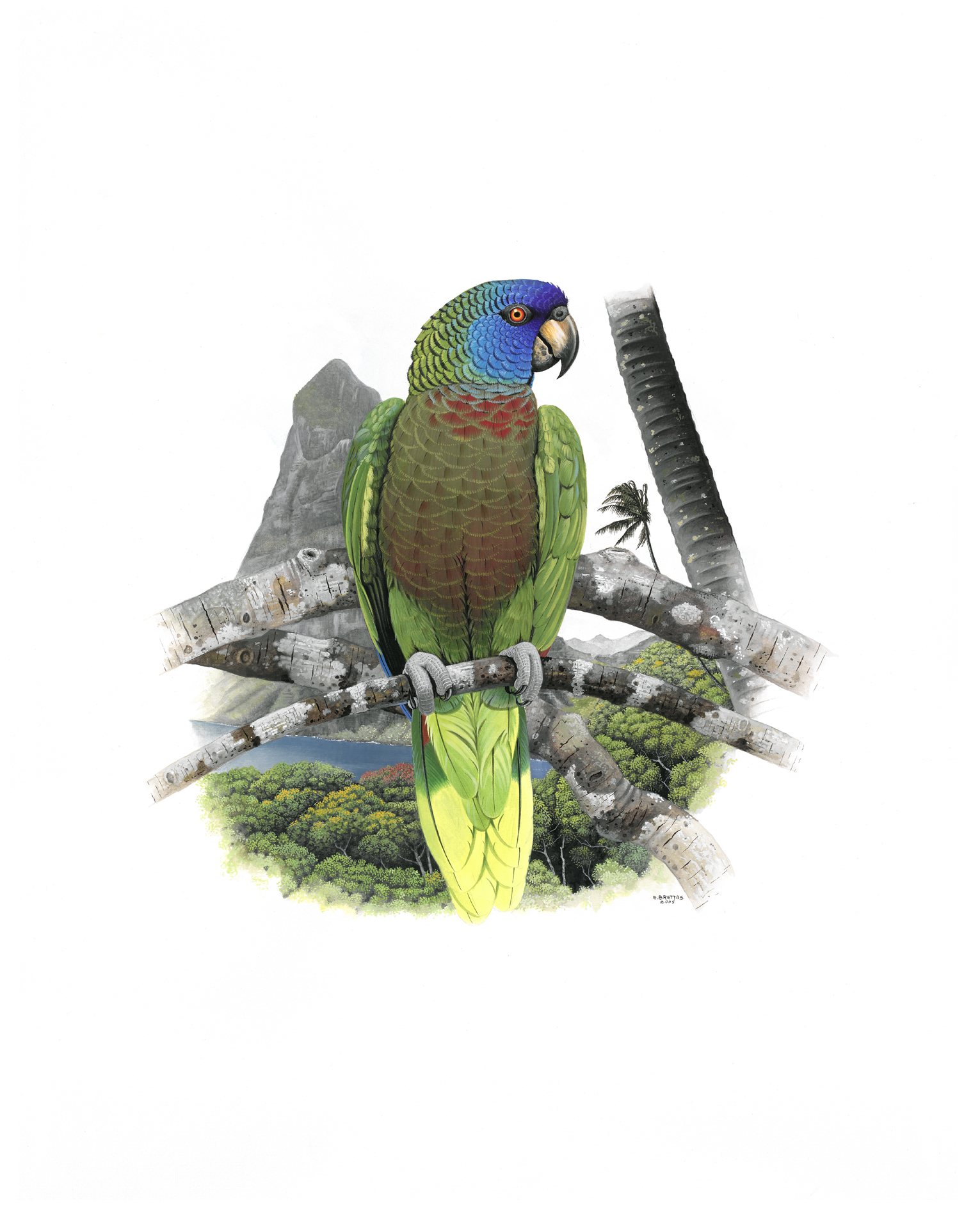 St. Lucia Amazon (Amazona versicolor), watercolor by Eduardo Brettas, 2005