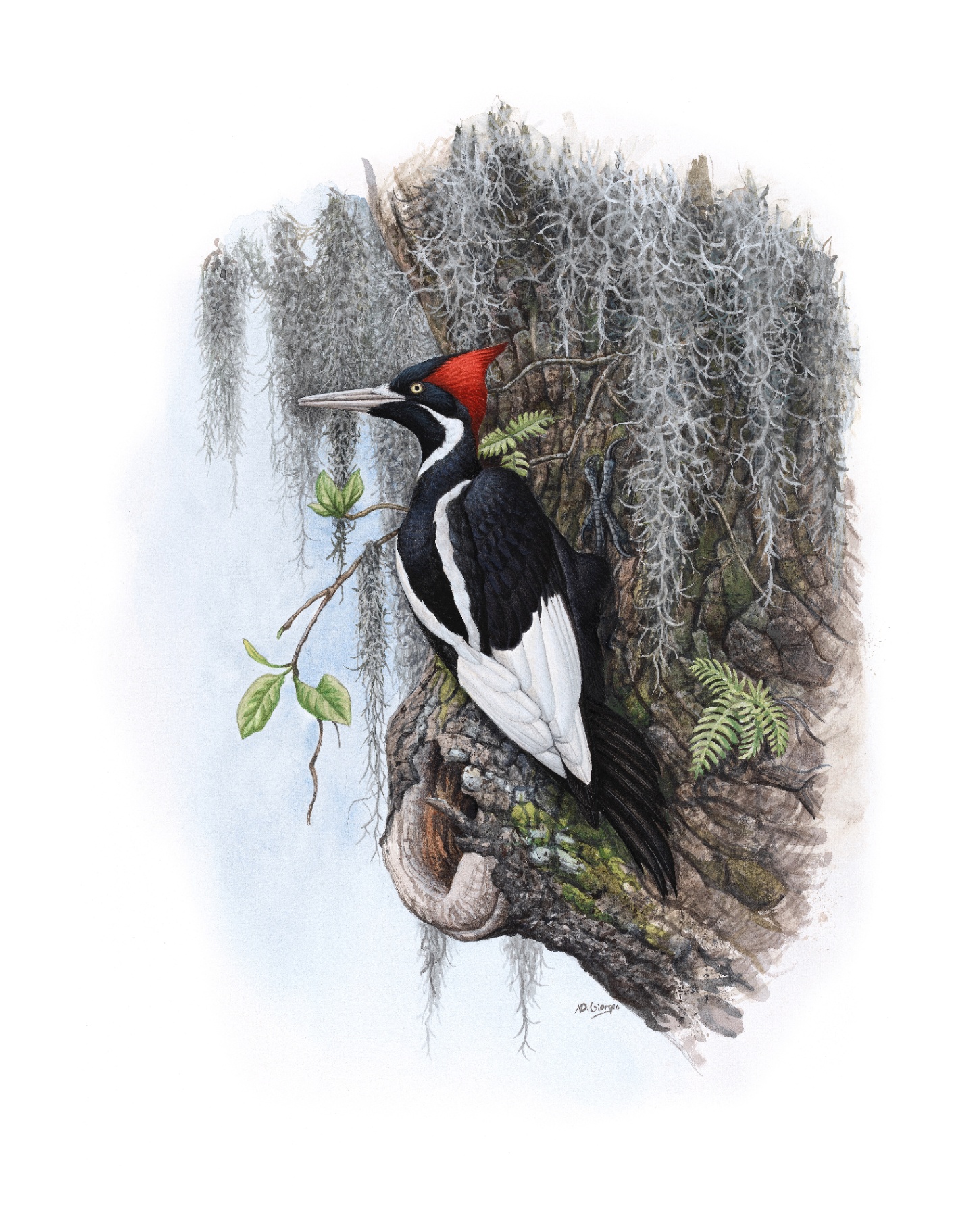 Ivory-billed Woodpecker (Campephilus principalis), watercolor by Michael DiGiorgio, 2005