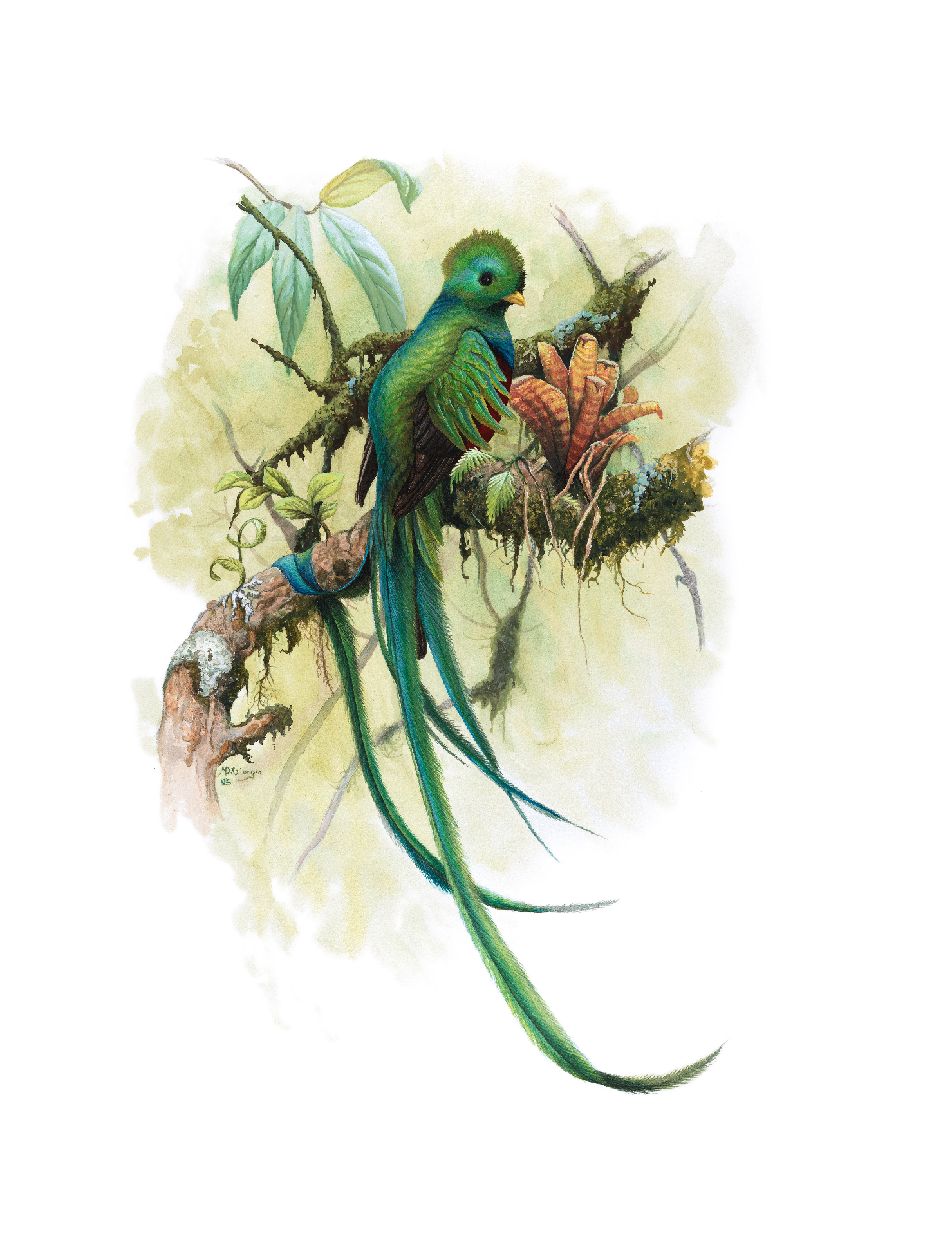 Resplendent Quetzal (Pharomachrus mocinno), watercolor by Michael DiGiorgio, 2005