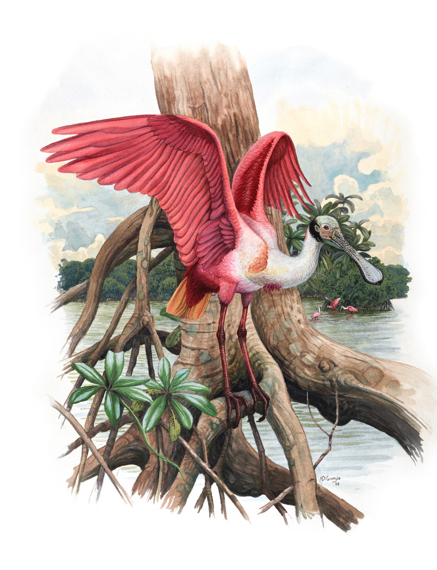 Roseate Spoonbill (Platalea ajaja), watercolor by Michael DiGiorgio, 2005