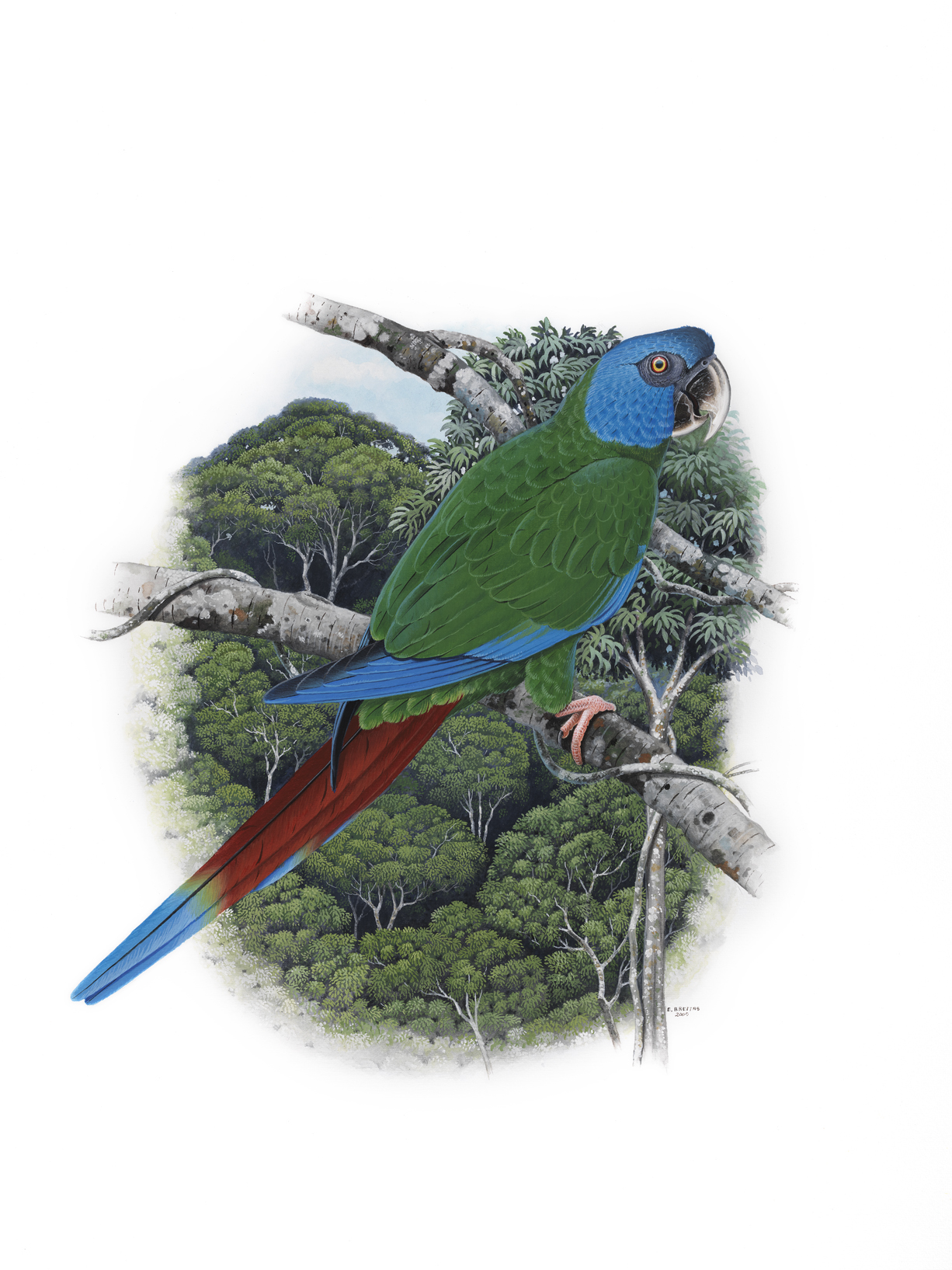 Blue-headed Macaw (Primolius couloni), watercolor by Eduardo Brettas, 2006
