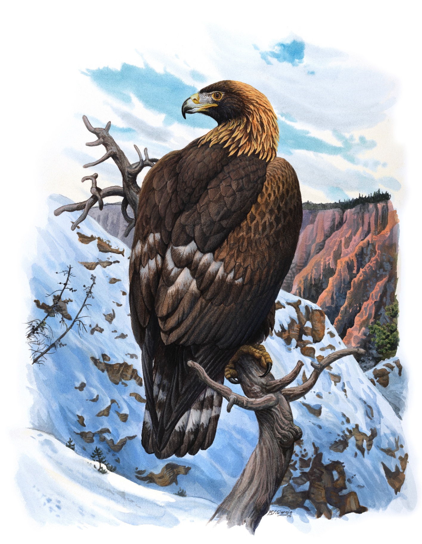 Golden Eagle (Aquila chrysaetos), watercolor by Michael DiGiorgio, 2006