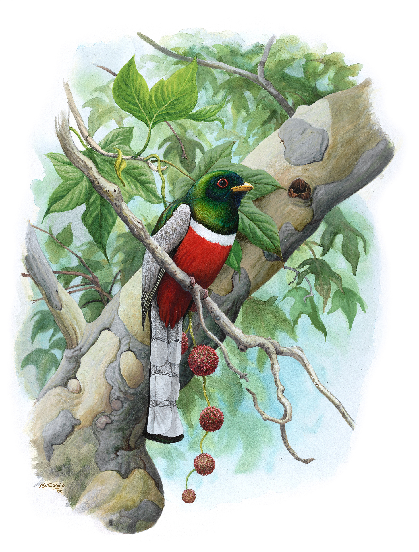 Elegant Trogon (Trogon elegans), watercolor by Michael DiGiorgio, 2006