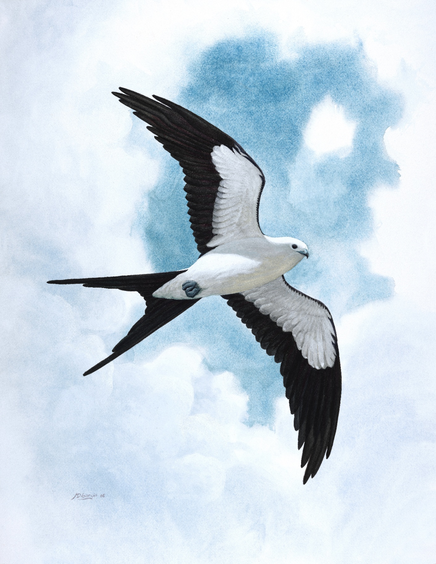 Swallow-tailed Kite (Elanoides forficatus), watercolor by Michael DiGiorgio, 2006